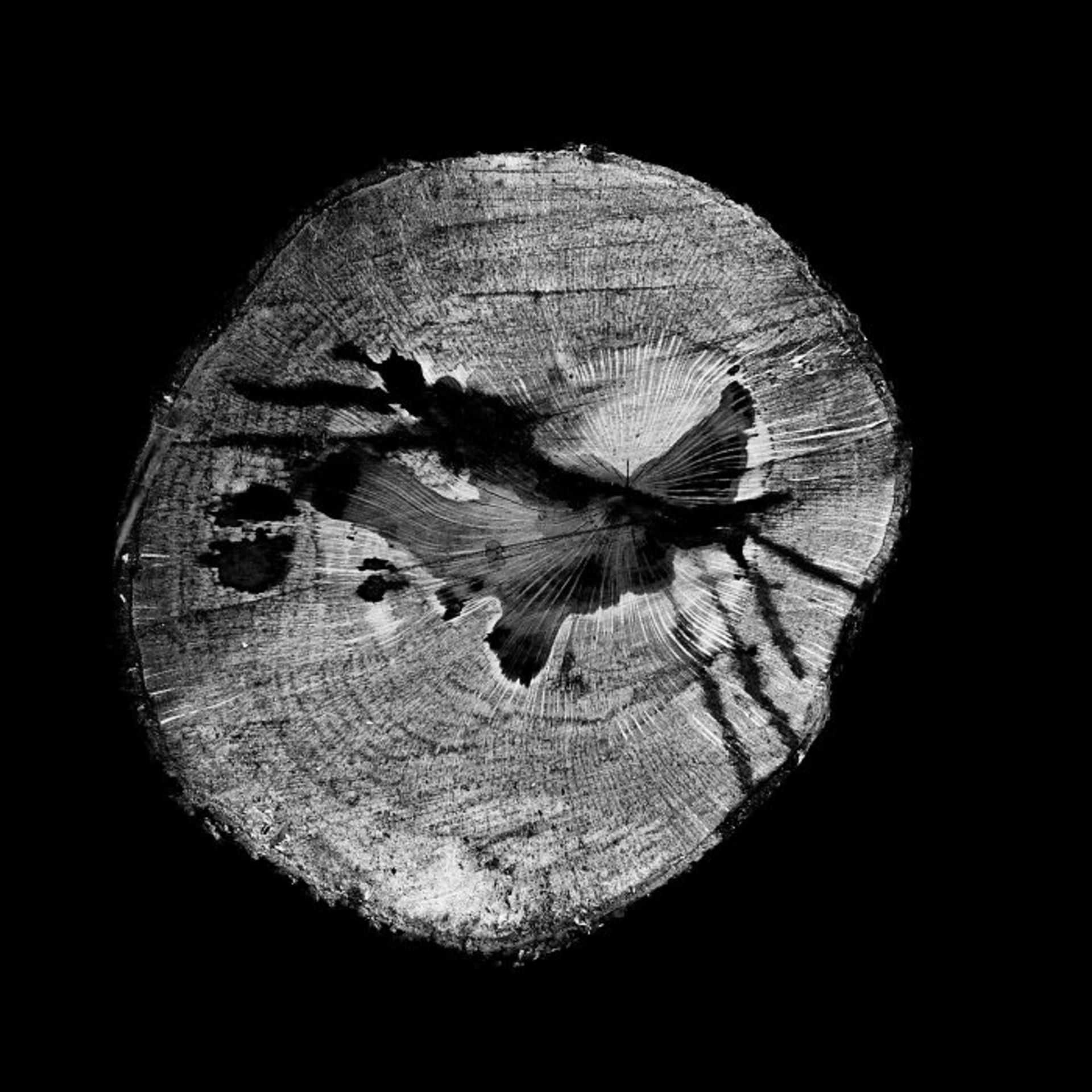 برندگان جوایز عکاسی مجله AAP سال ۲۰۲۲