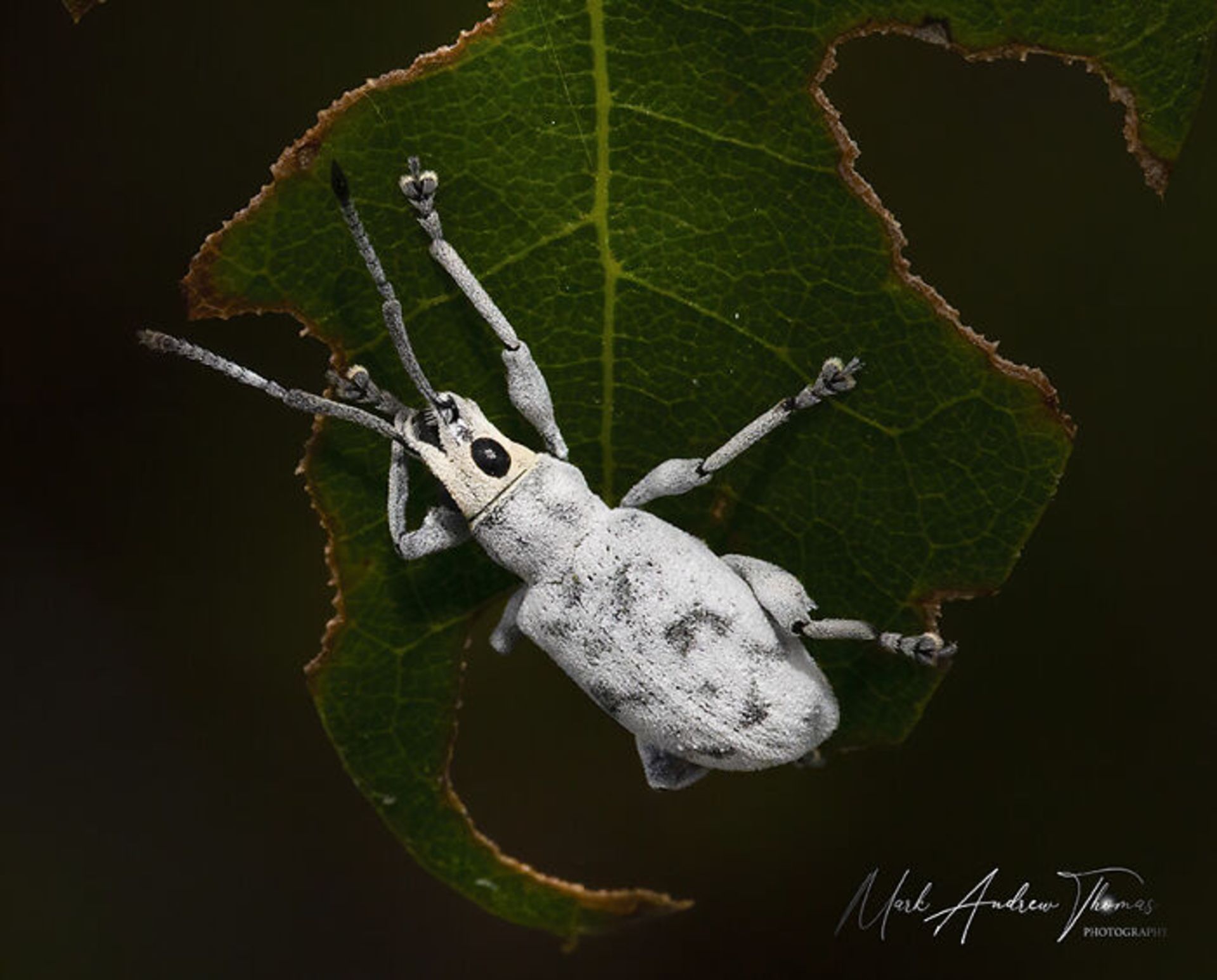 طبیعت با لنز ماکرو