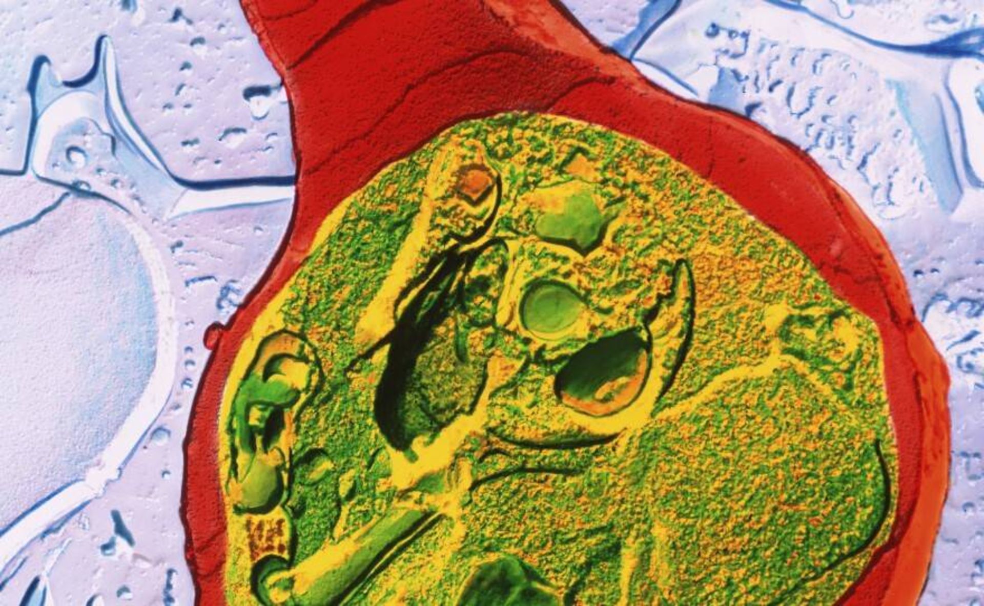 انگل مالاریا / malaria parasite