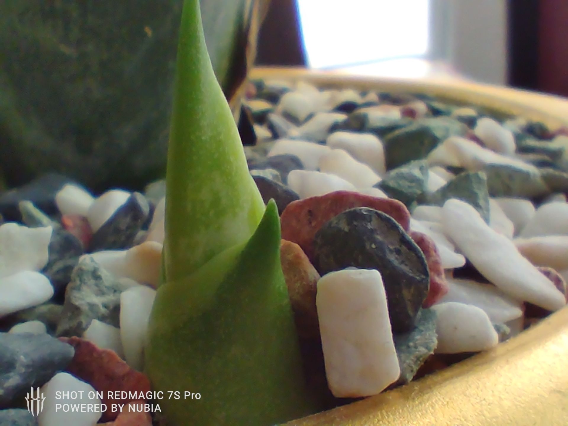 عکس ماکرو نوبیا رد مجیک 7S Pro