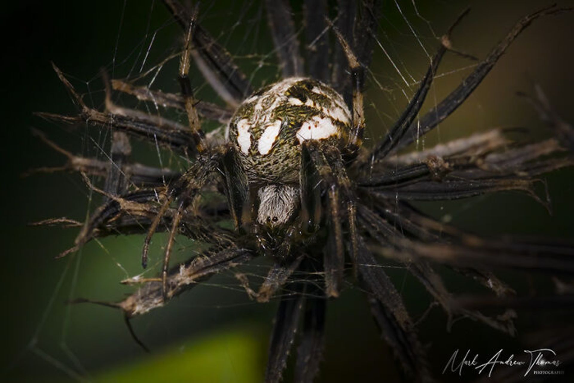 طبیعت با لنز ماکرو