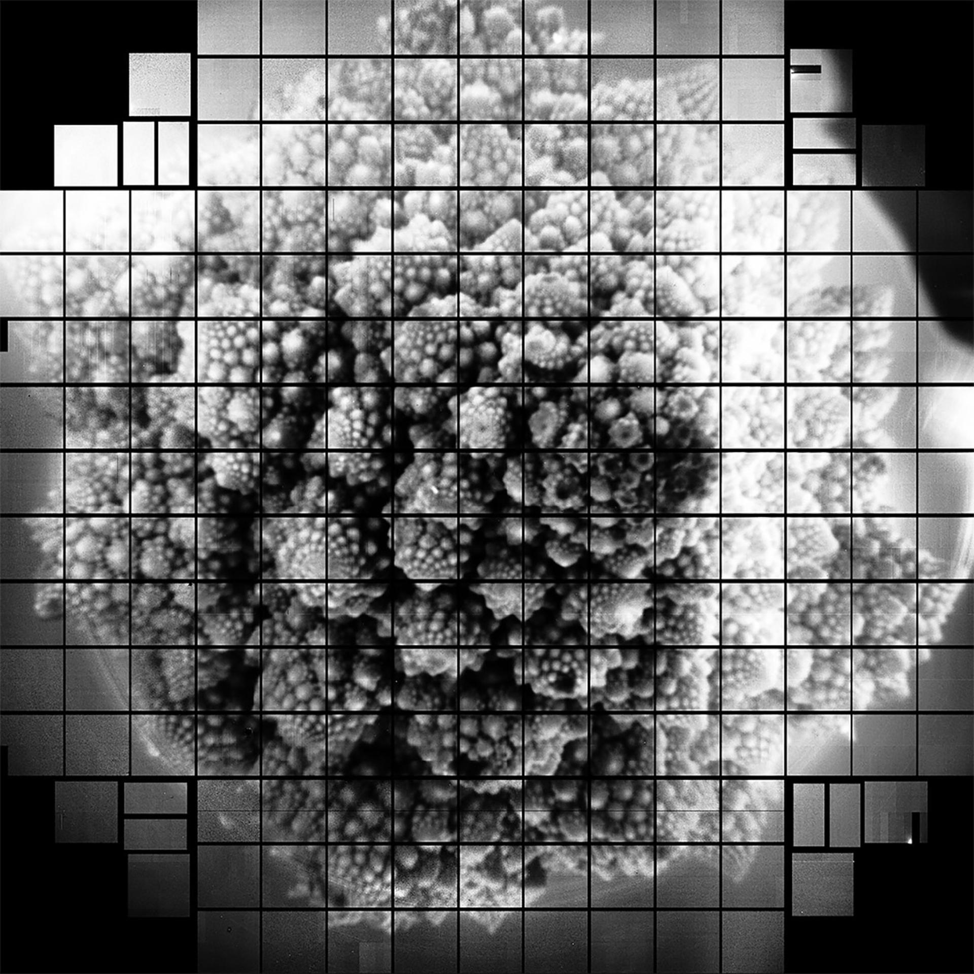 تصویر کلم رومی توسط lsst