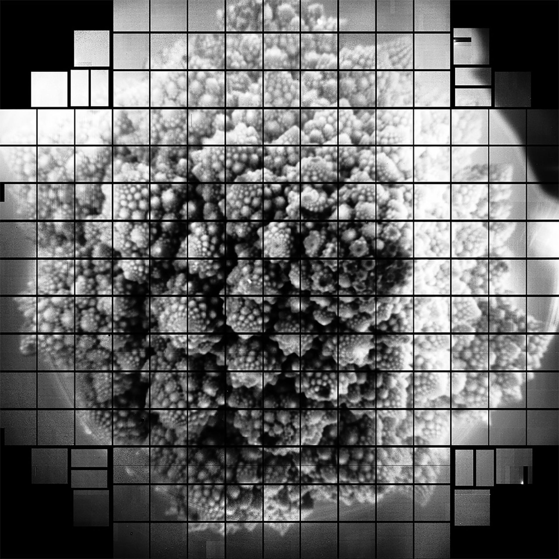 تصویر کلم رومی توسط lsst