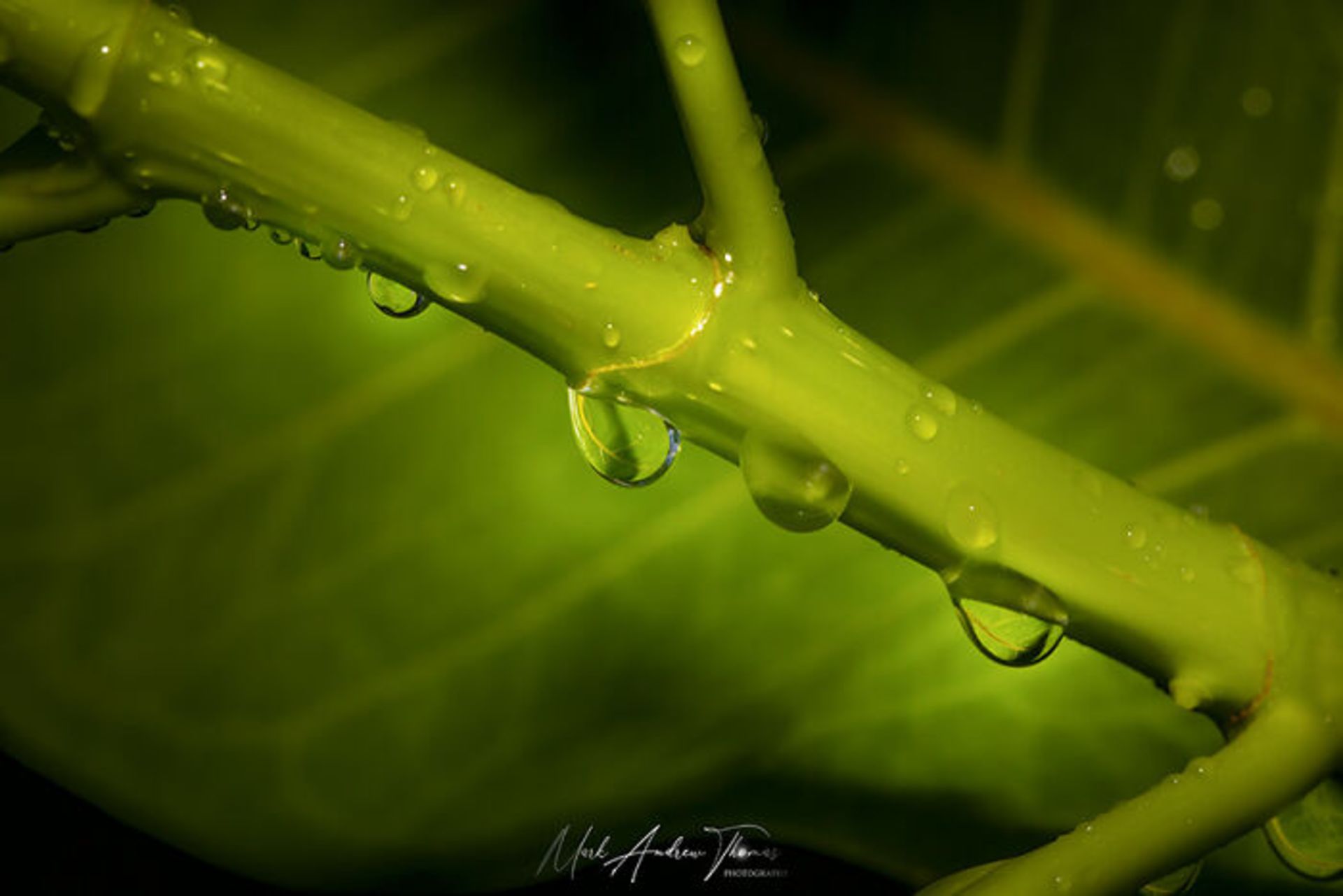 طبیعت با لنز ماکرو