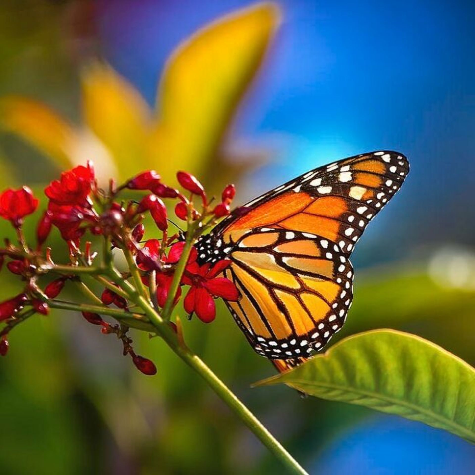 طبیعت با لنز ماکرو