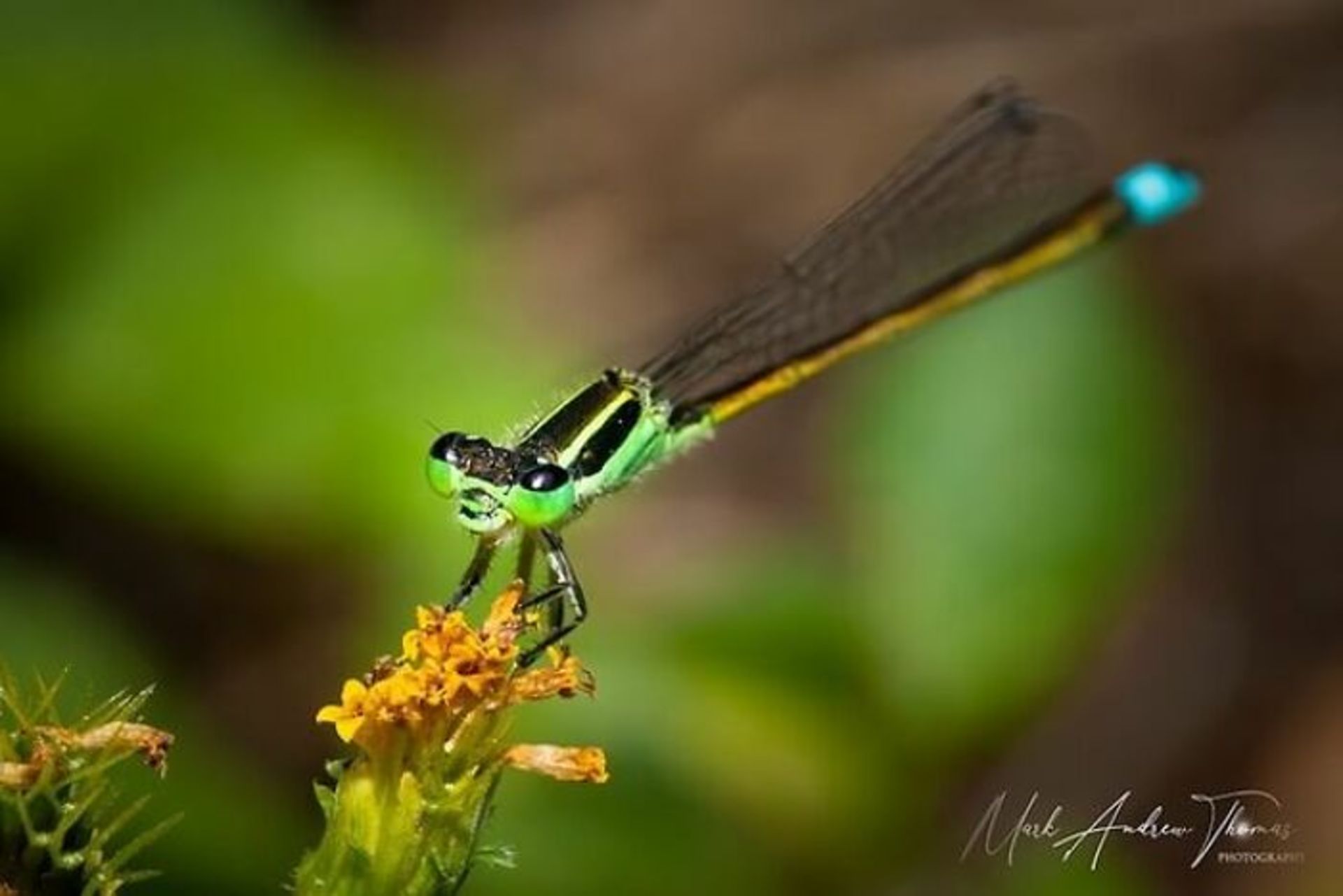 طبیعت با لنز ماکرو