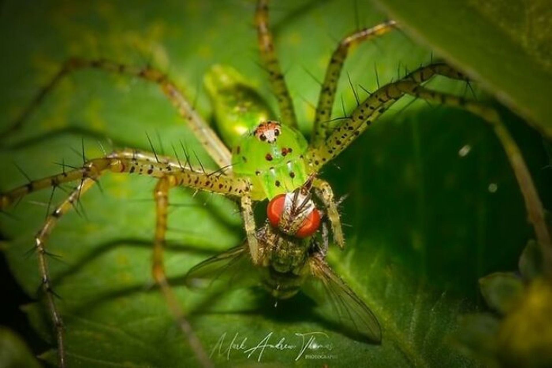 طبیعت با لنز ماکرو