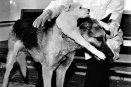 ولادیمیر دمیخوف، دانشمند پیش‌گام اهل شوروی، چگونه سگی با دو سر به‌وجود آورد؟