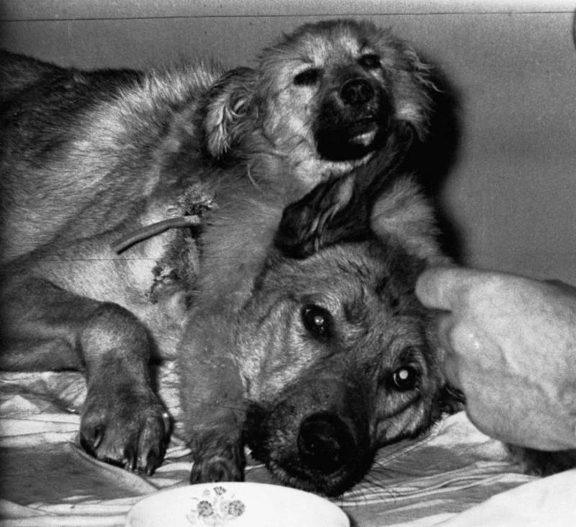 سگ دو سر ولادیمیر دمیخوف / Two-Headed Dog