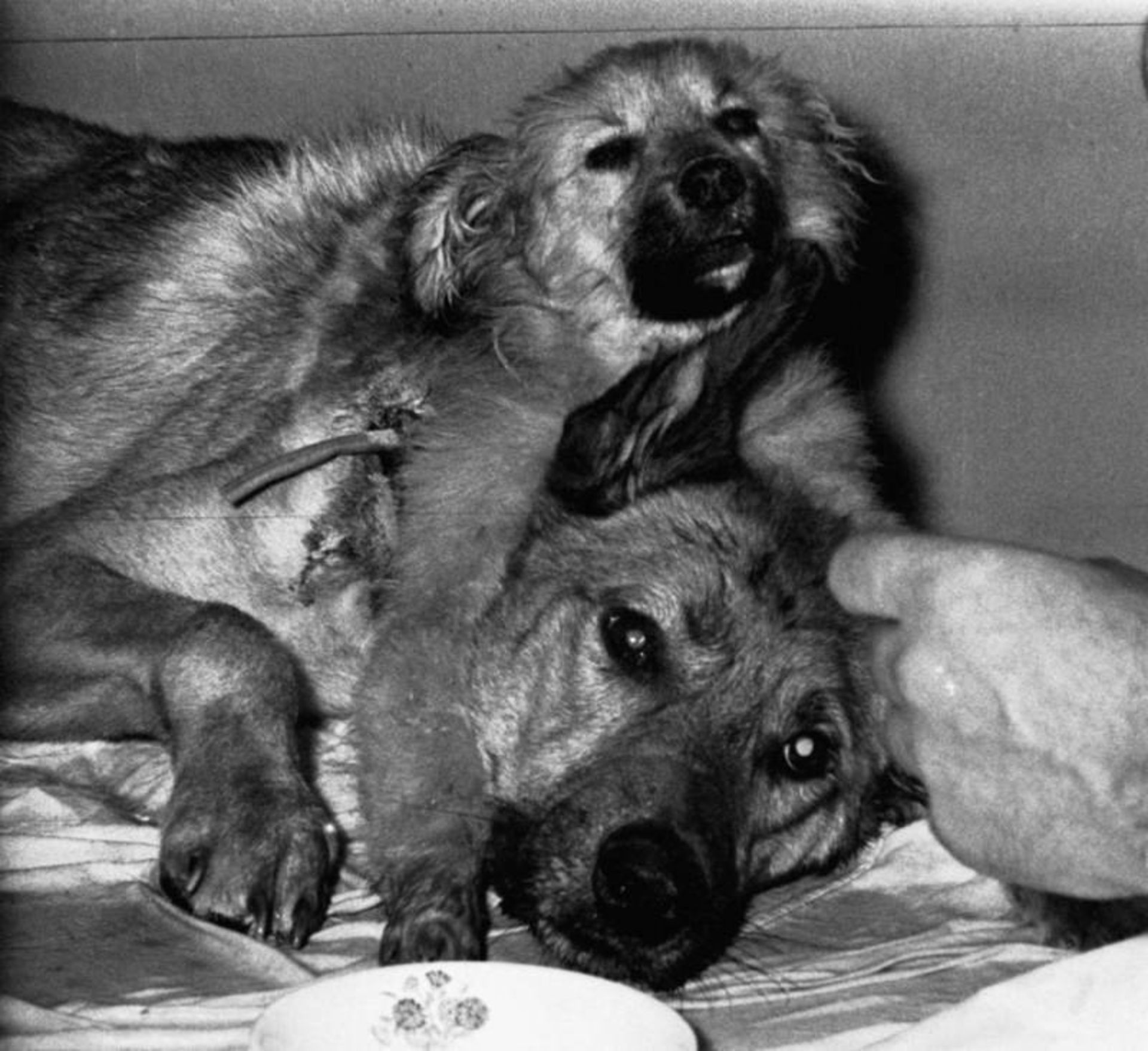 سگ دو سر ولادیمیر دمیخوف / Two-Headed Dog