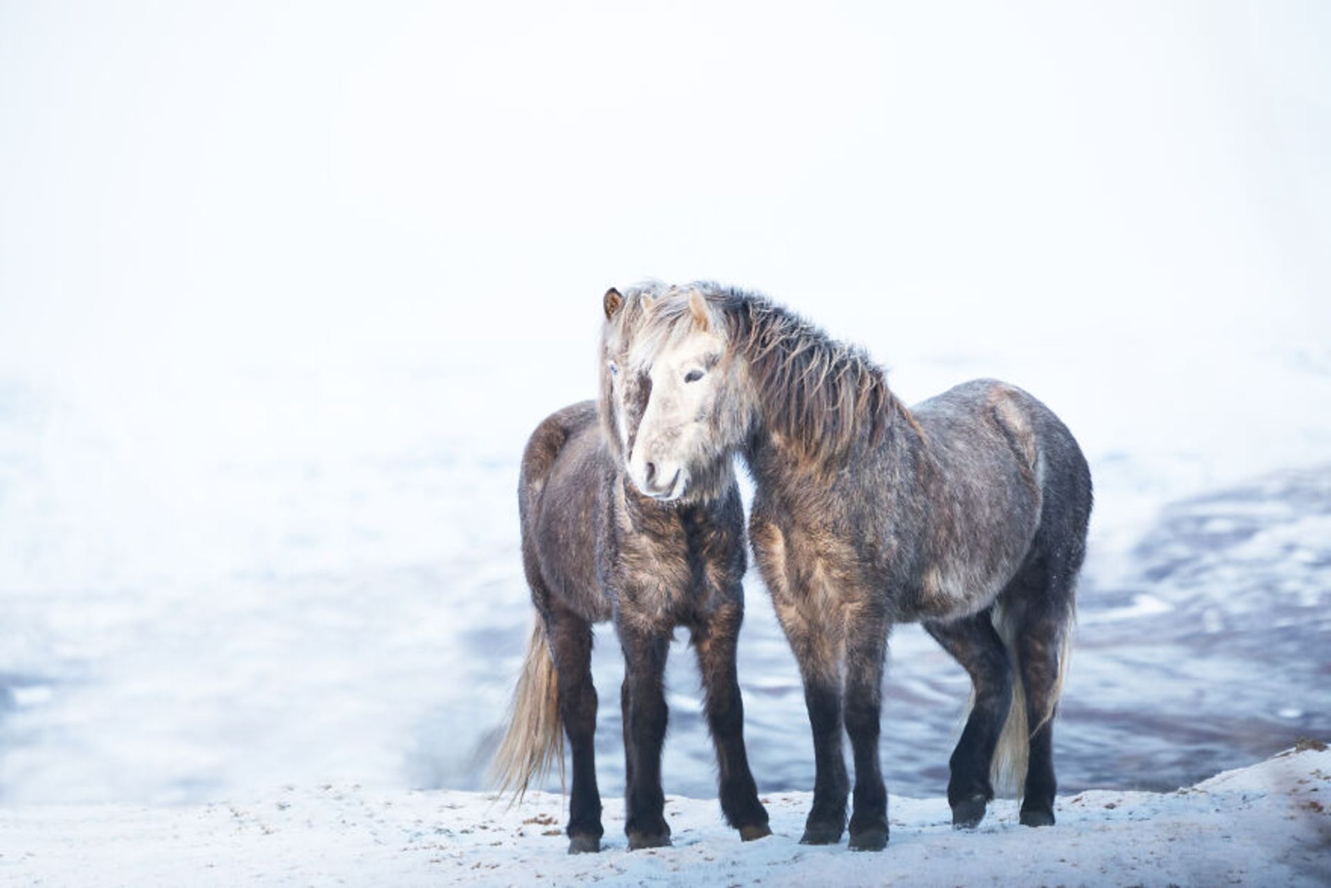 حیوانات در مناظر زمستانی ایسلند