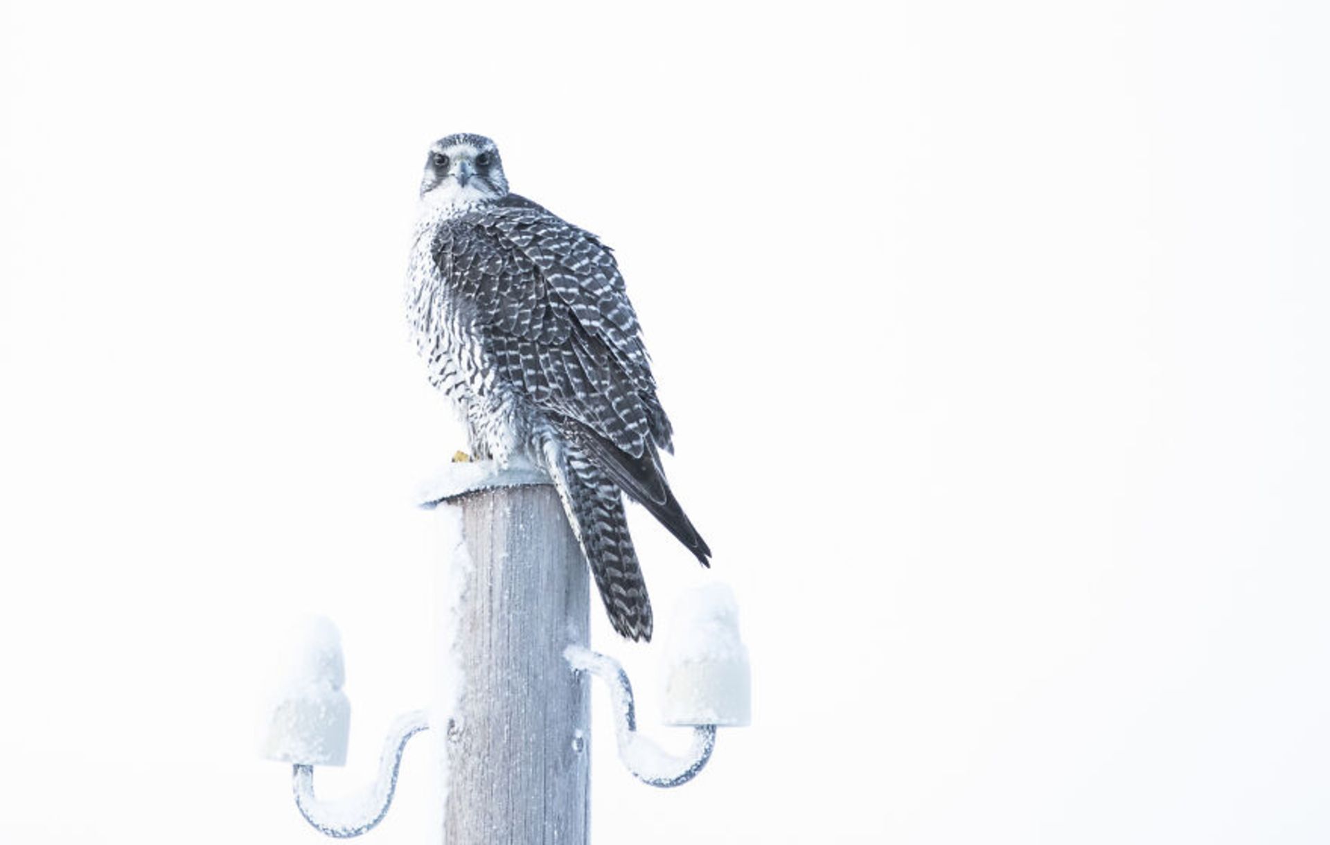 حیوانات در مناظر زمستانی ایسلند