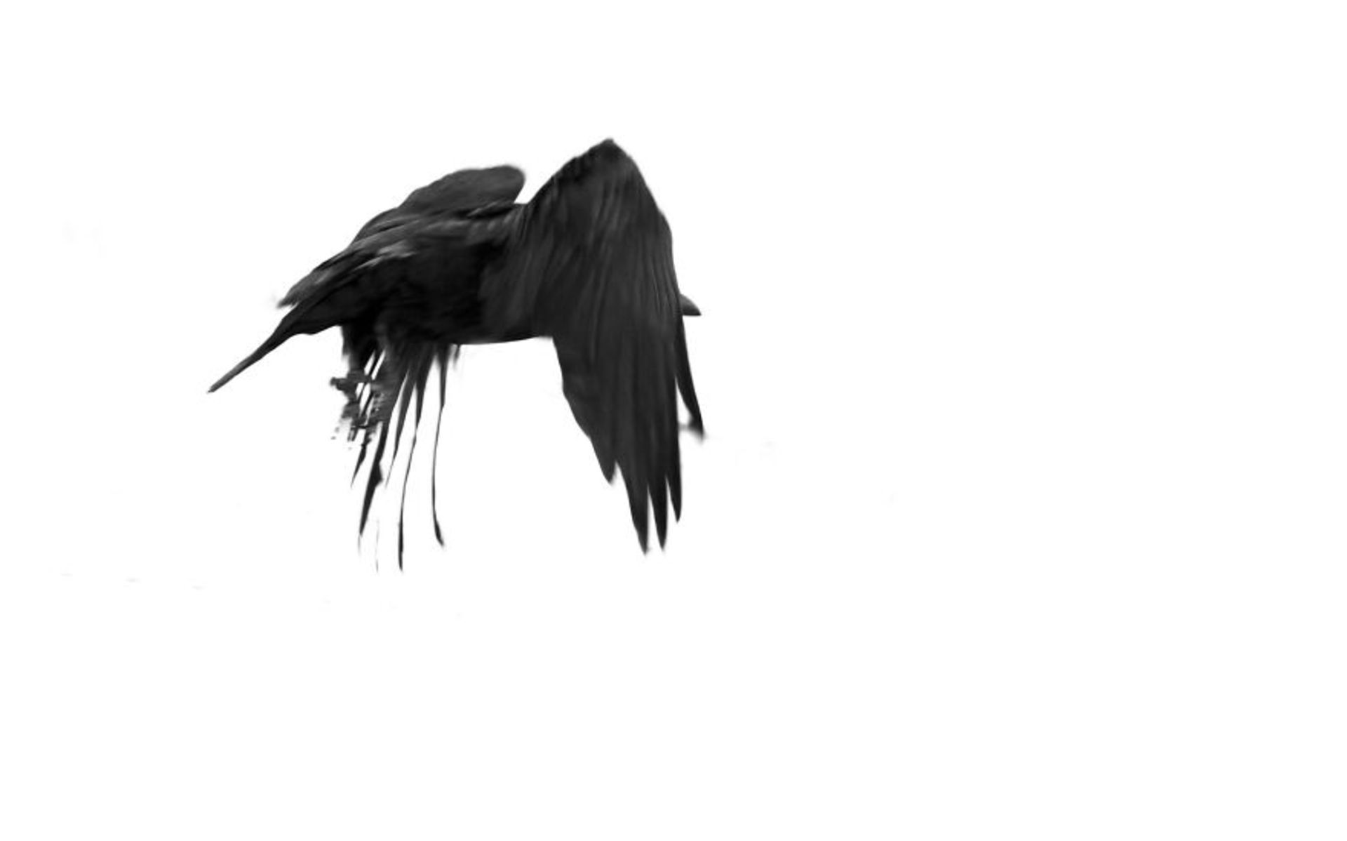 حیوانات در مناظر زمستانی ایسلند