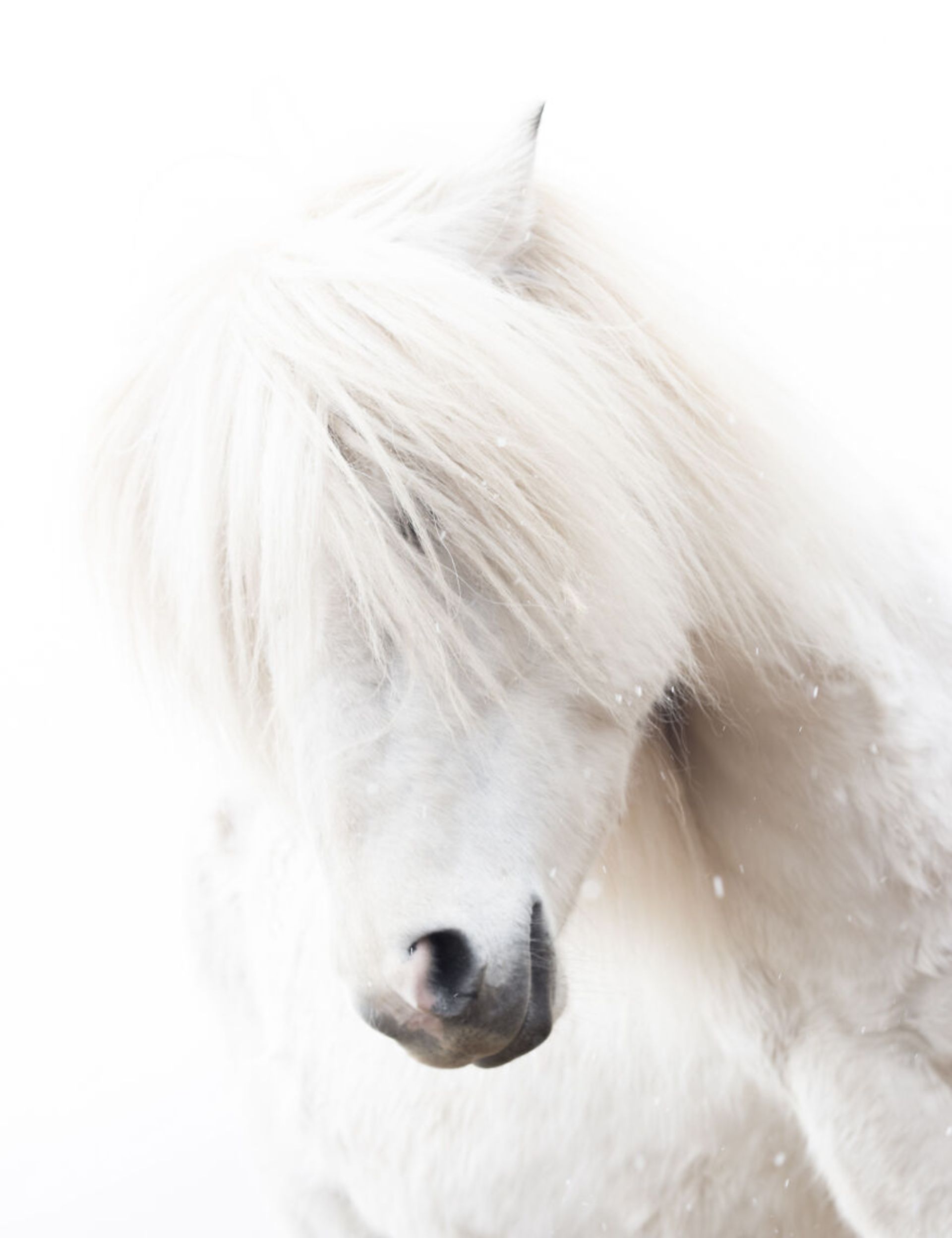 حیوانات در مناظر زمستانی ایسلند