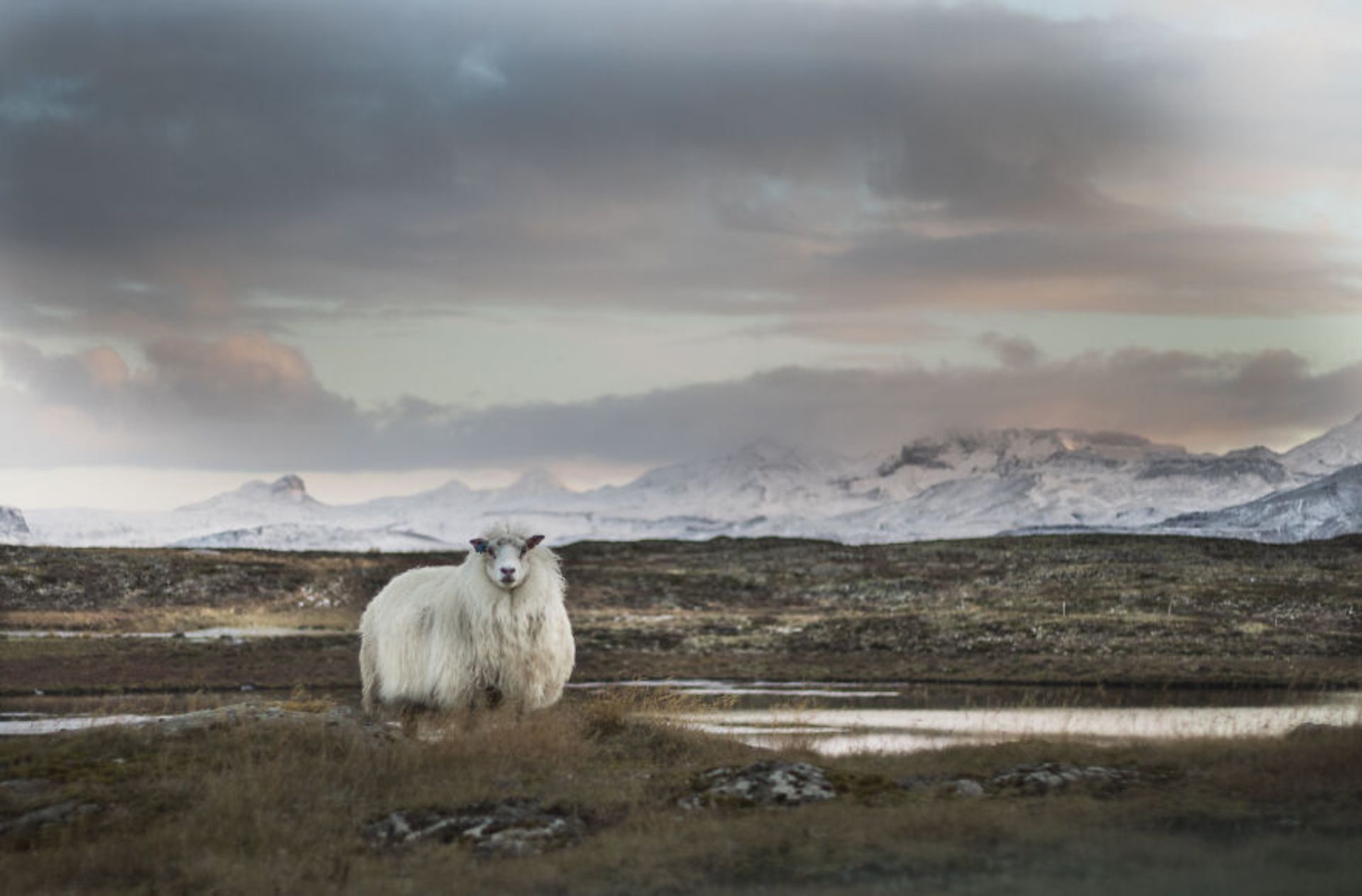 حیوانات در مناظر زمستانی ایسلند