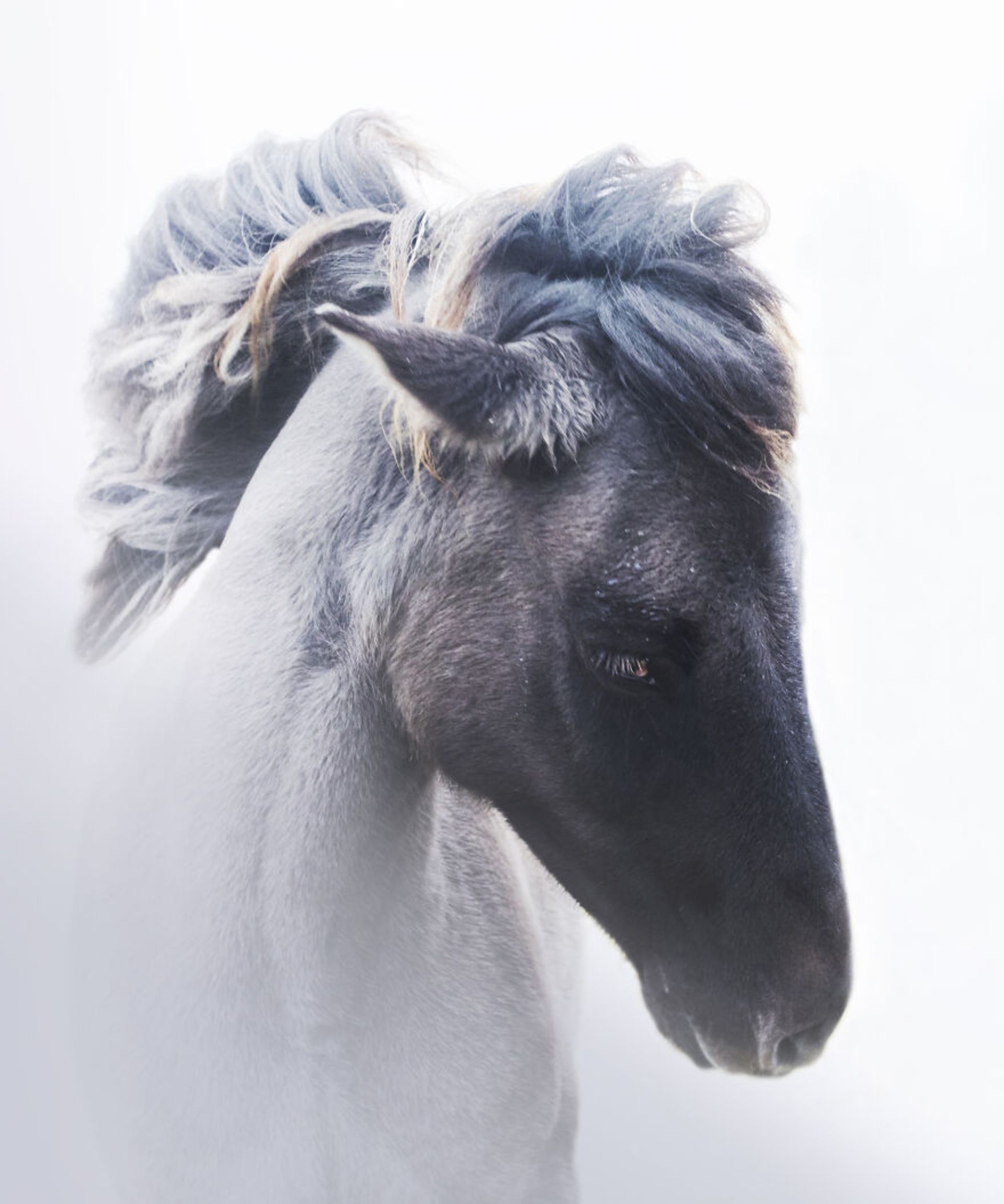 حیوانات در مناظر زمستانی ایسلند