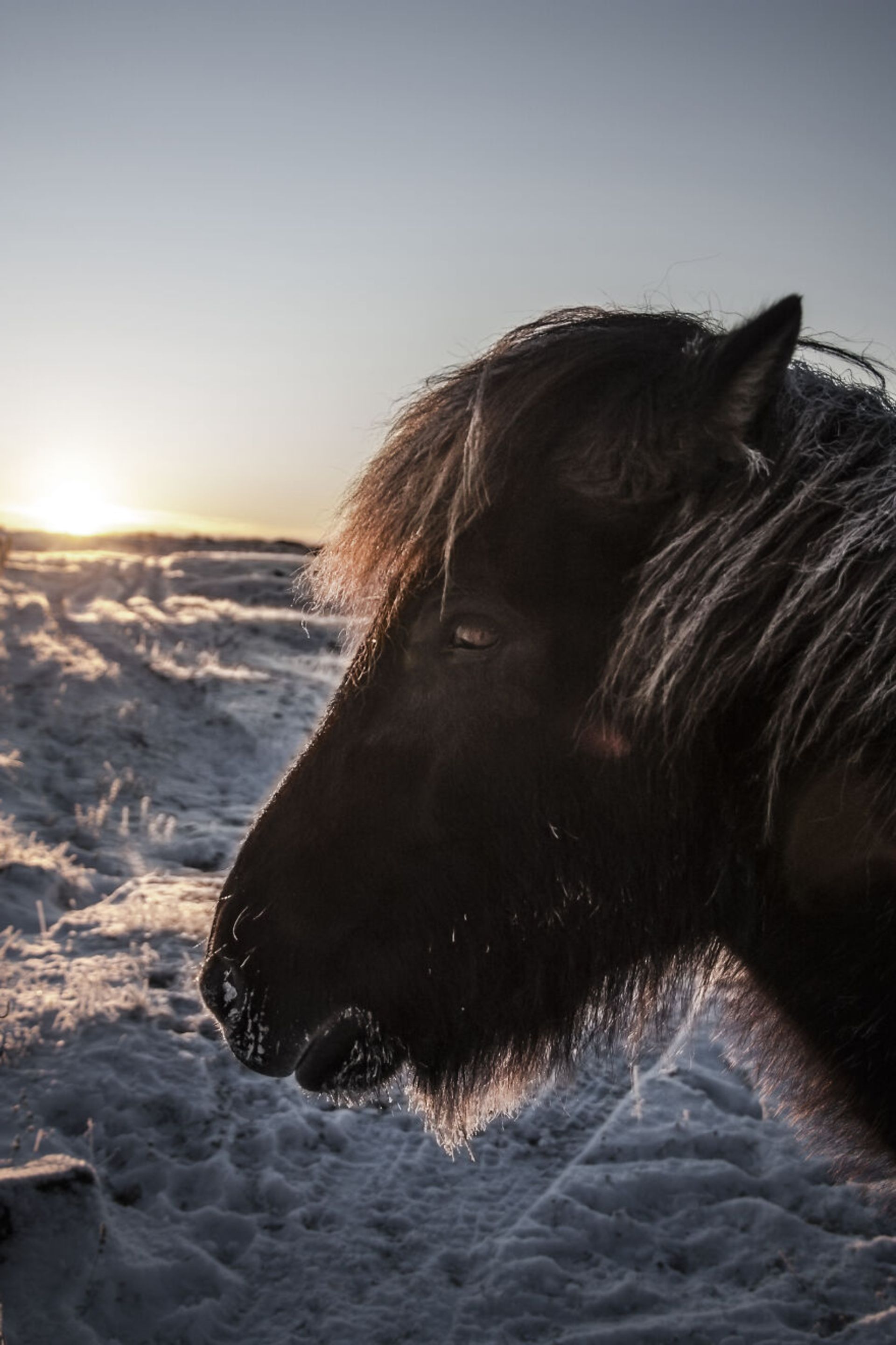 حیوانات در مناظر زمستانی ایسلند