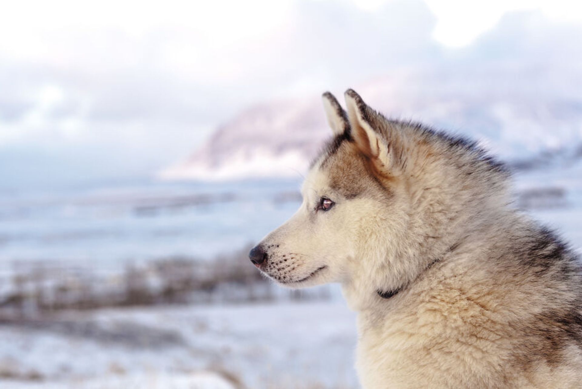حیوانات در مناظر زمستانی ایسلند