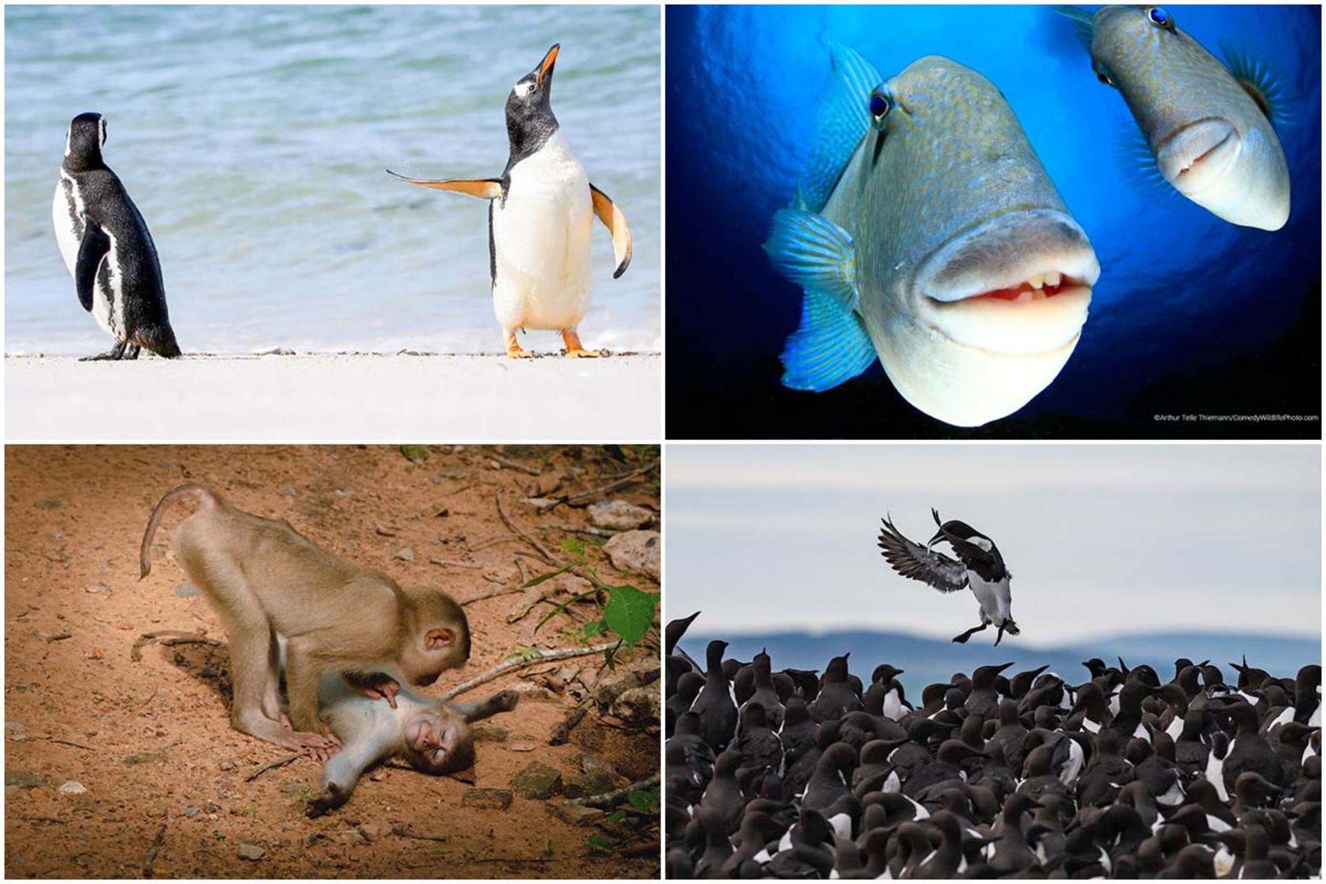 فینالیست‌های مسابقه عکاسی حیات وحش کمدی ۲۰۲۲