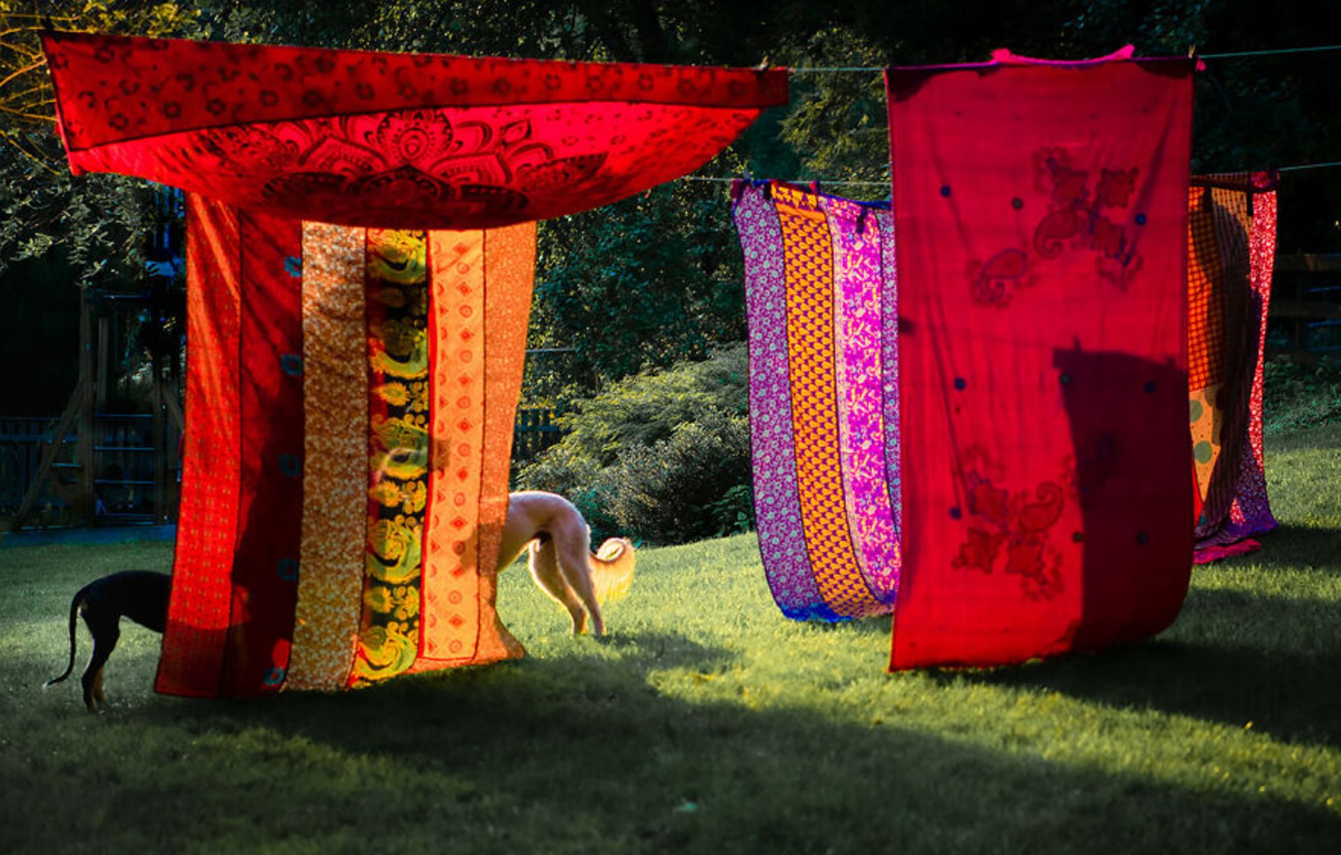 تصاویر برندگان «رقابت عکاسی رنگ‌ها» مجله AAP 