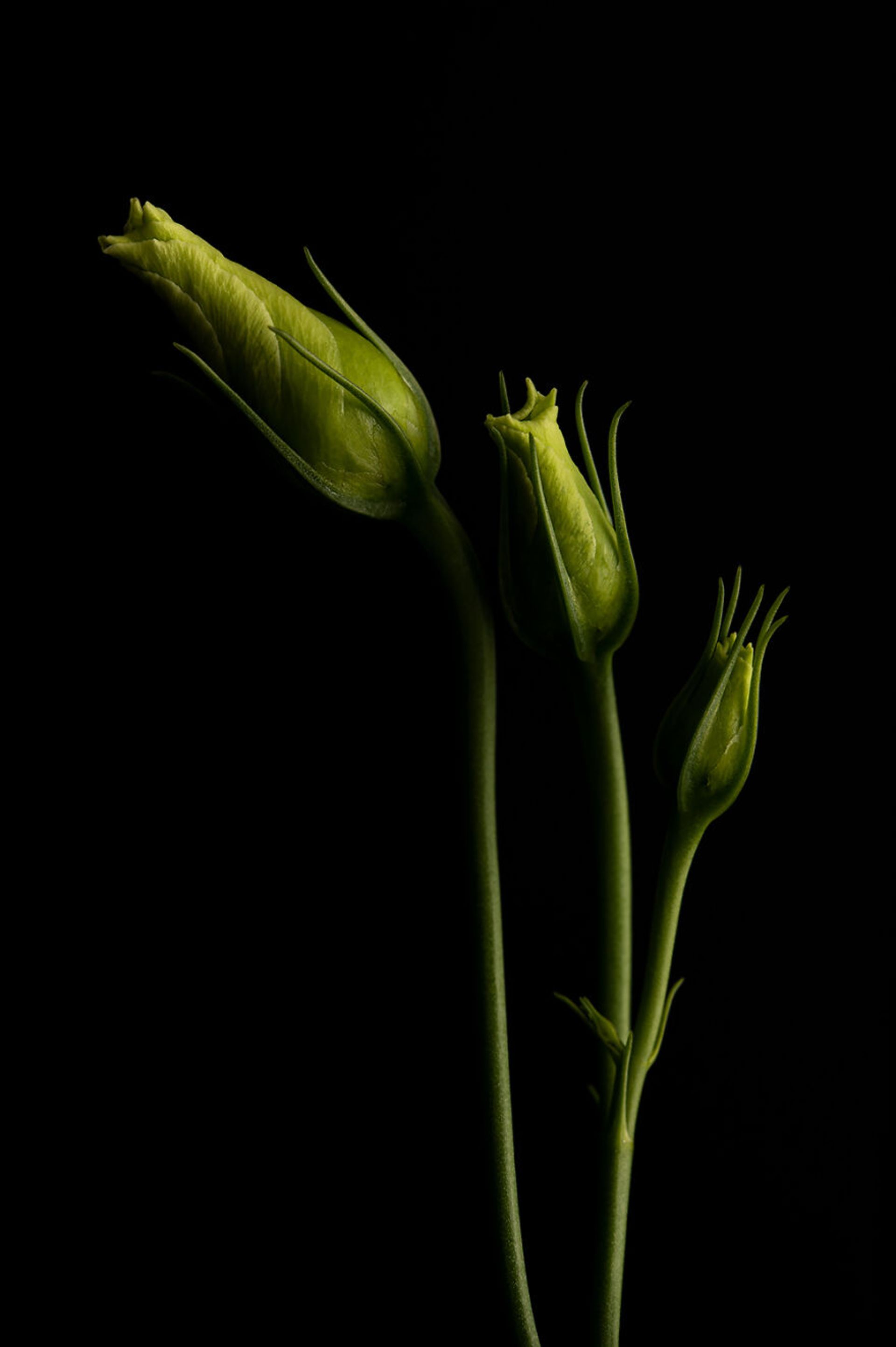 تصاویر برندگان «رقابت عکاسی رنگ‌ها» مجله AAP 