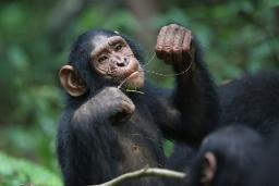 شامپانزه‌ها و گوریل‌ها می‌توانند روابط دوستانه‌ای را شکل دهند که تا ده‌ها سال دوام می‌آورند