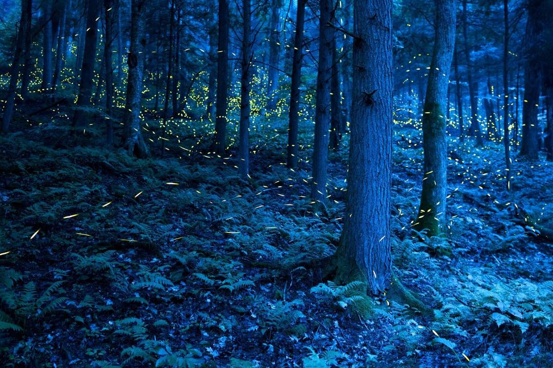 کرم های شب تاب / Fireflies