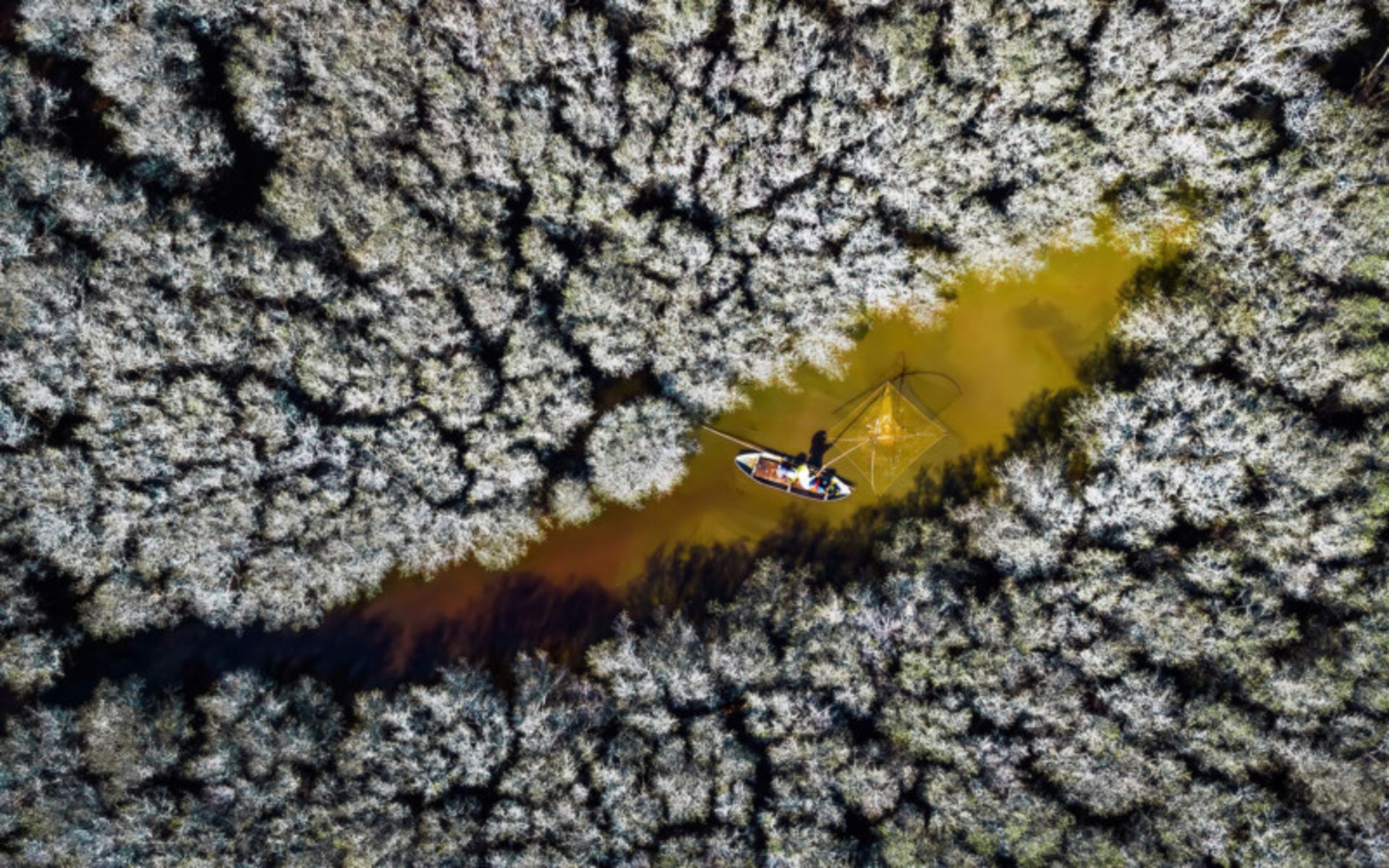 پرتره‌ای از یک تمساح،‌ برنده جوایز عکاسی Mangrove سال ۲۰۲۲