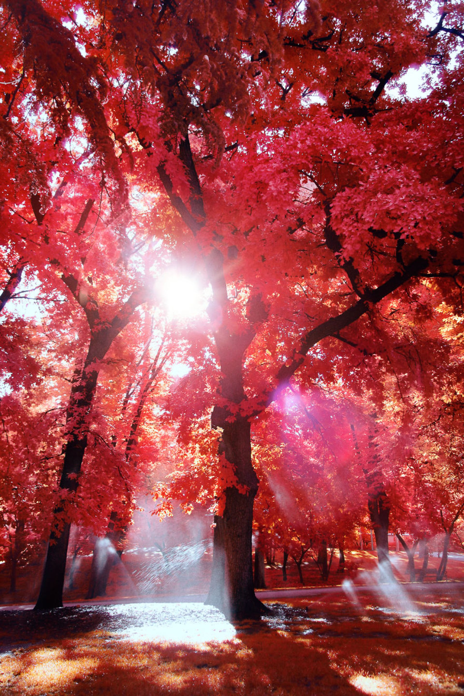 عکاسی مادون قرمز از مادرید