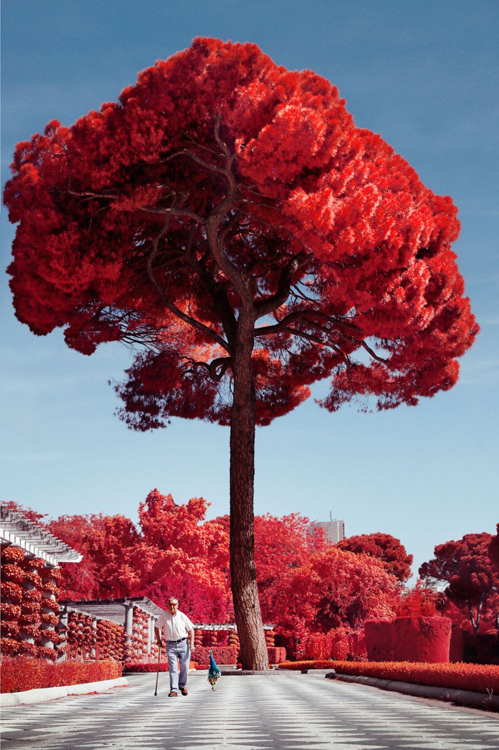 عکاسی مادون قرمز از مادرید