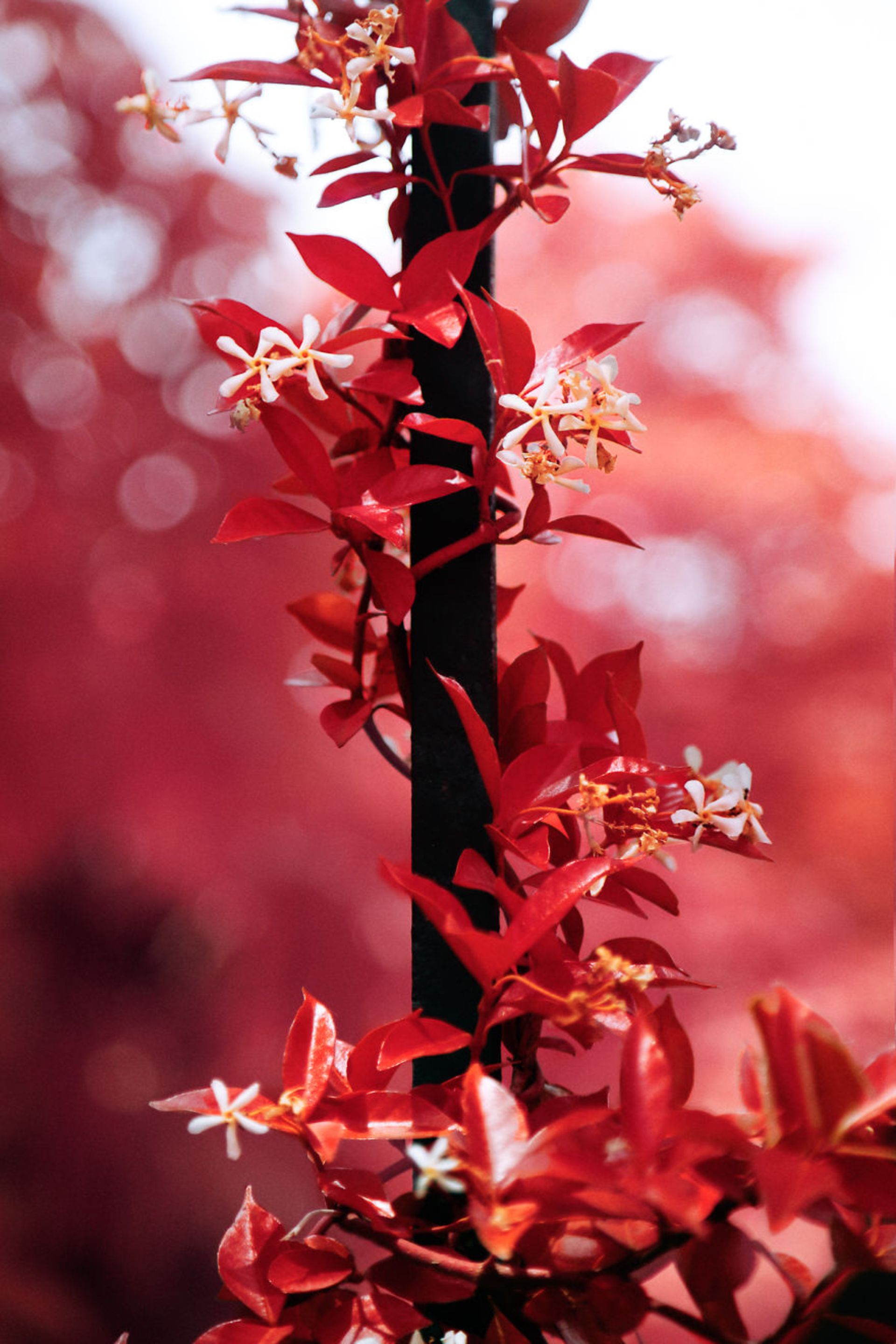 عکاسی مادون قرمز از مادرید