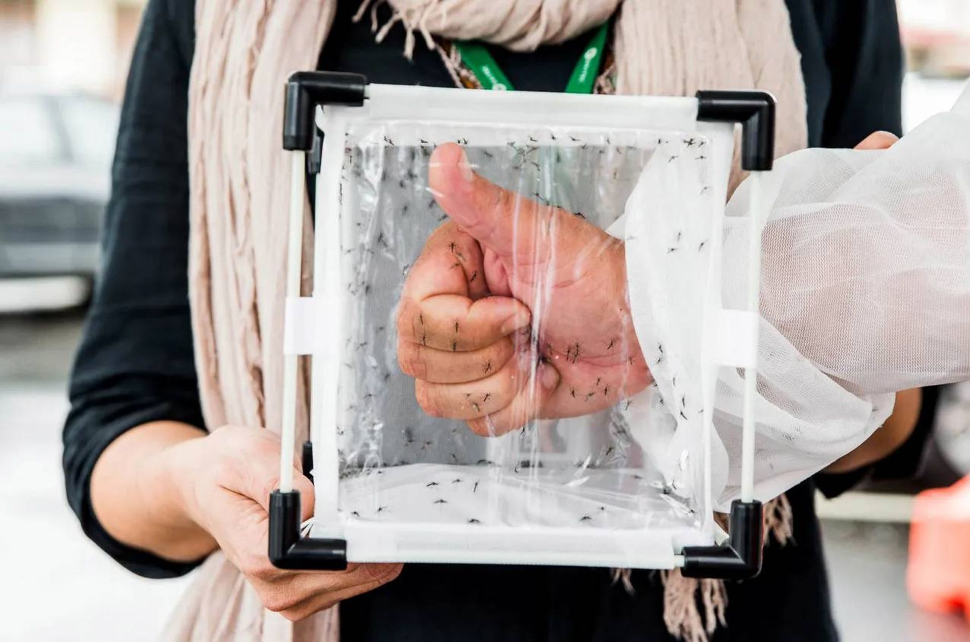 آزمایش پشه ها / Mosquitoes