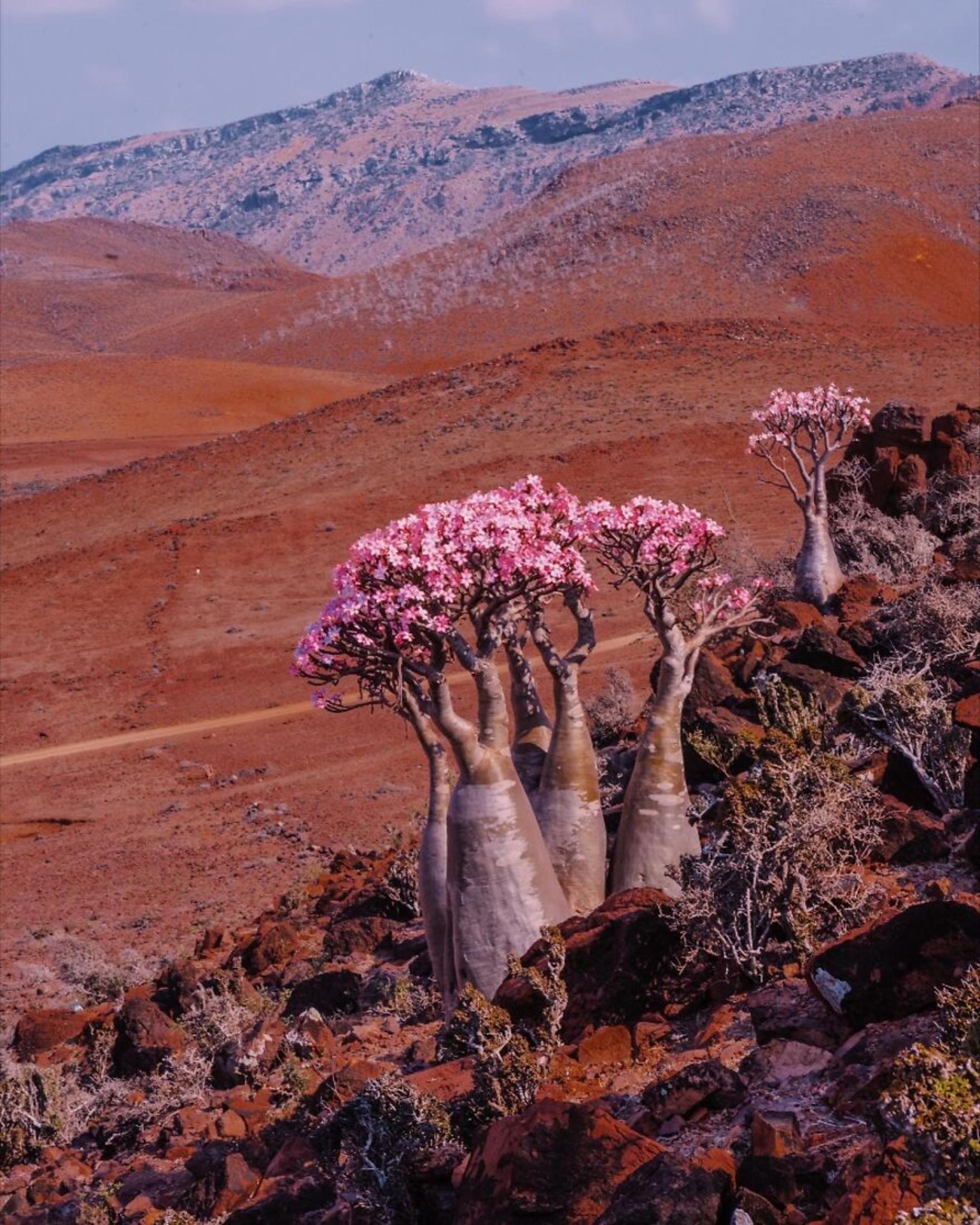 جزایر سُقُطرا در یمن