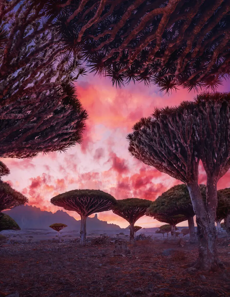 جزایر سُقُطرا در یمن