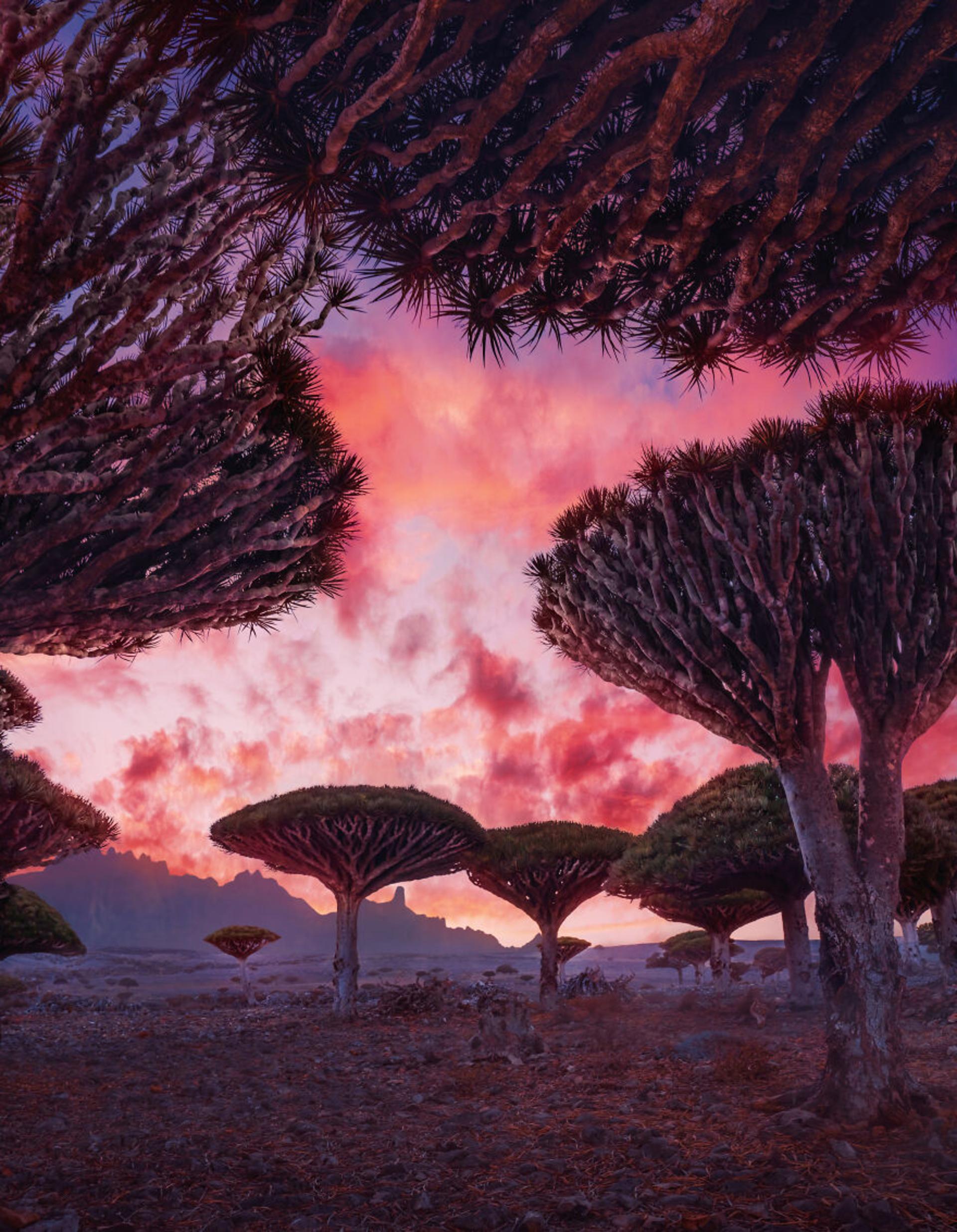 جزایر سُقُطرا در یمن