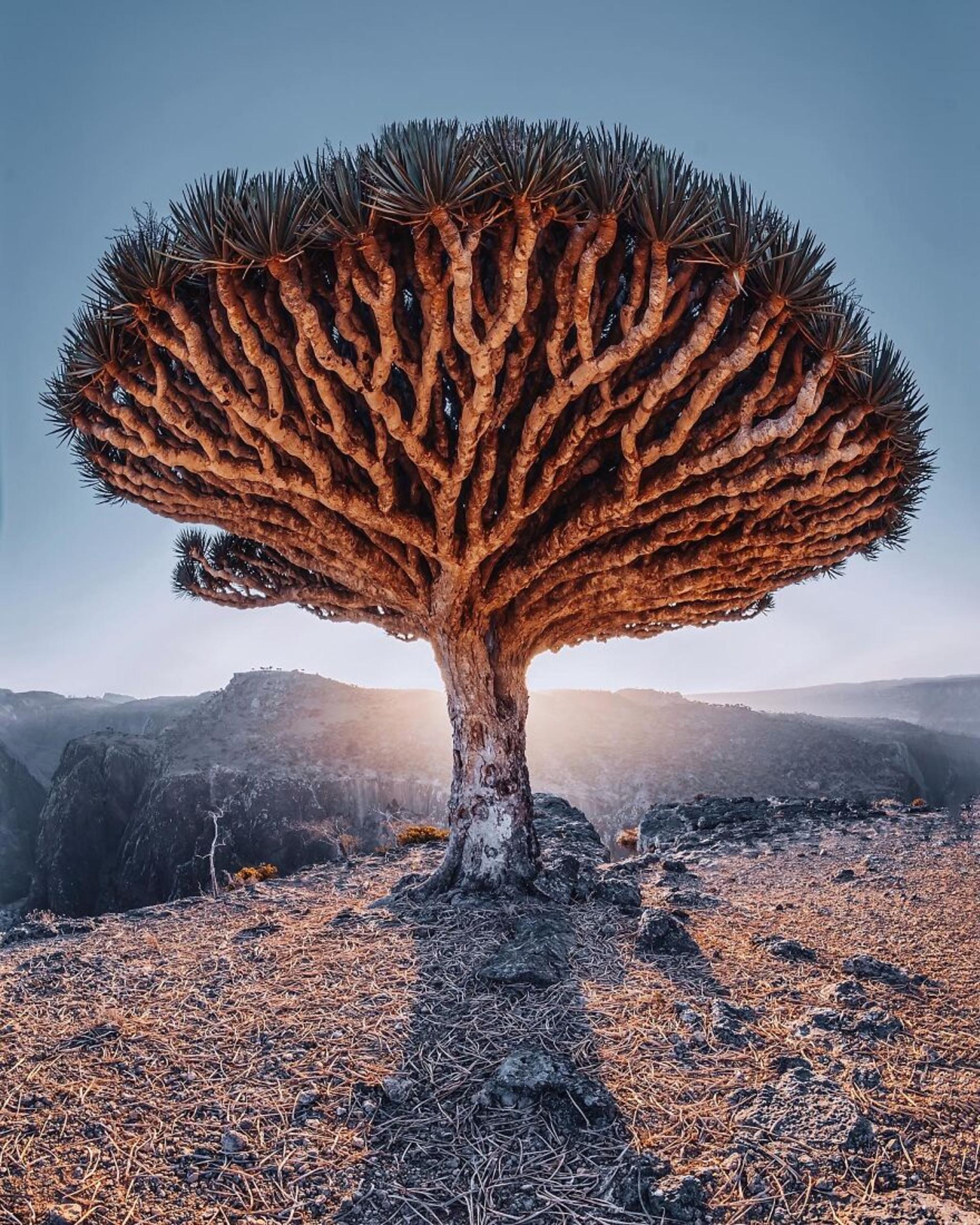 جزایر سُقُطرا در یمن