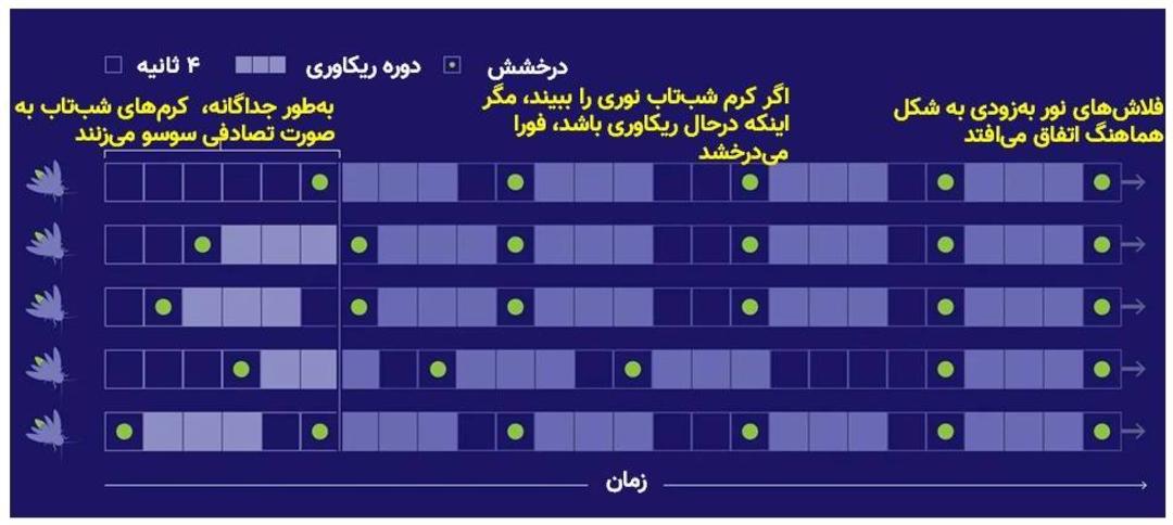مدل همزمانی درخشش کرم های شب تاب / model