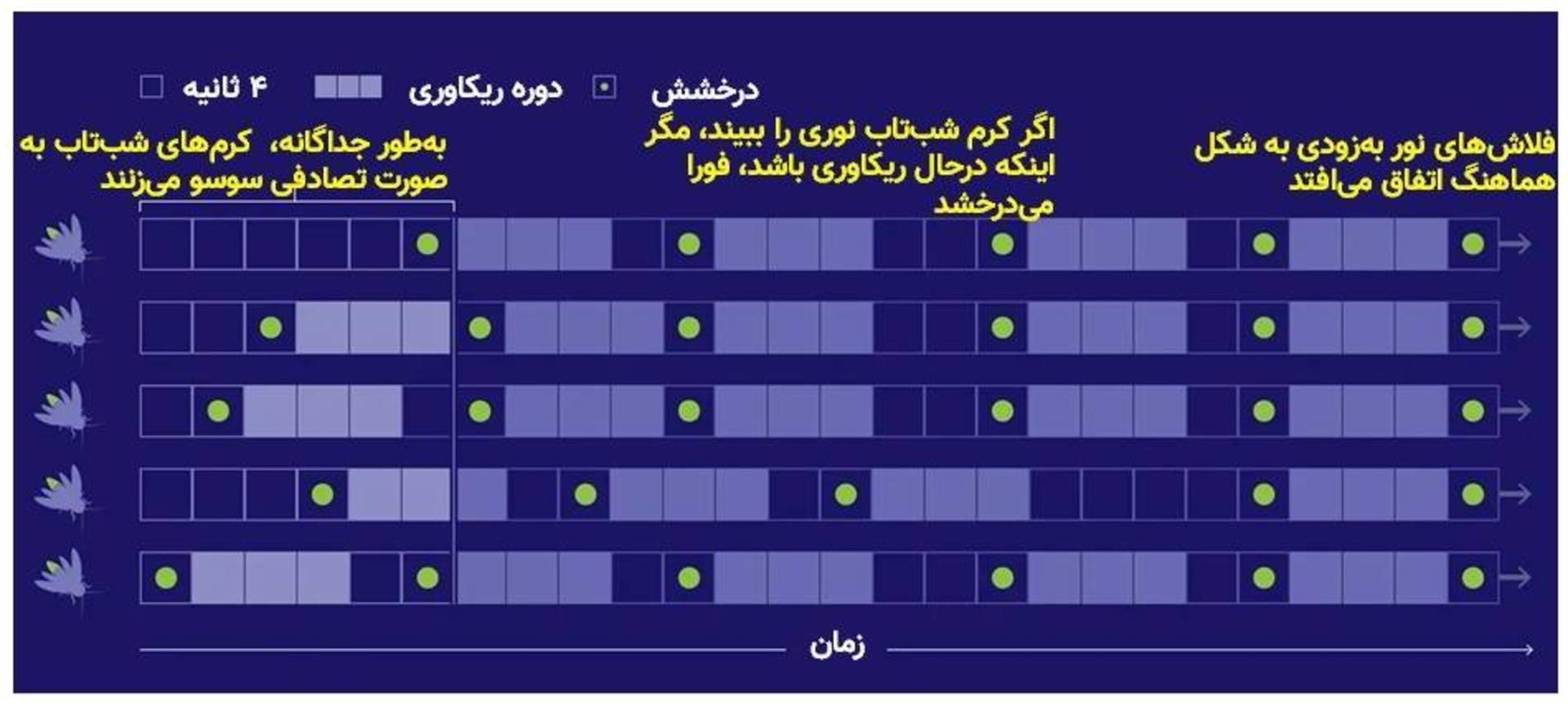 مدل همزمانی درخشش کرم های شب تاب / model