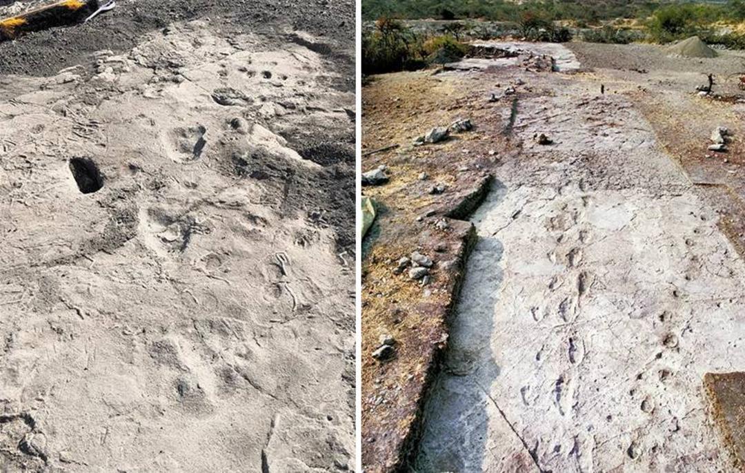 ردپای انسان تباران / trackway