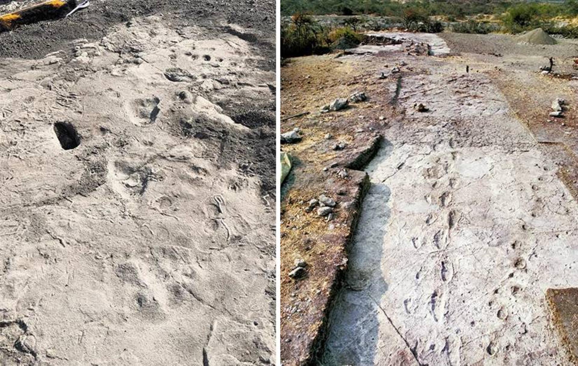 ردپای انسان تباران / trackway