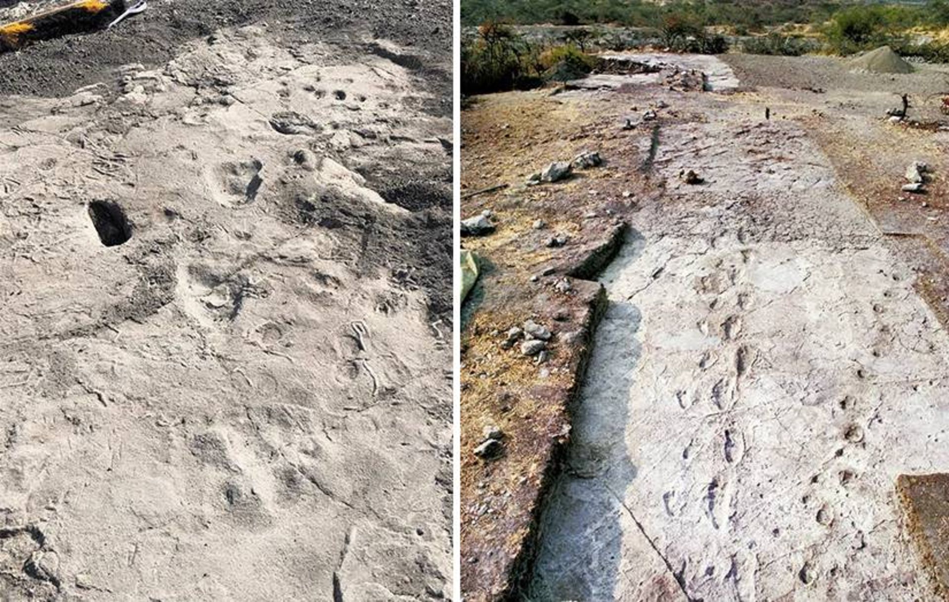 ردپای انسان تباران / trackway