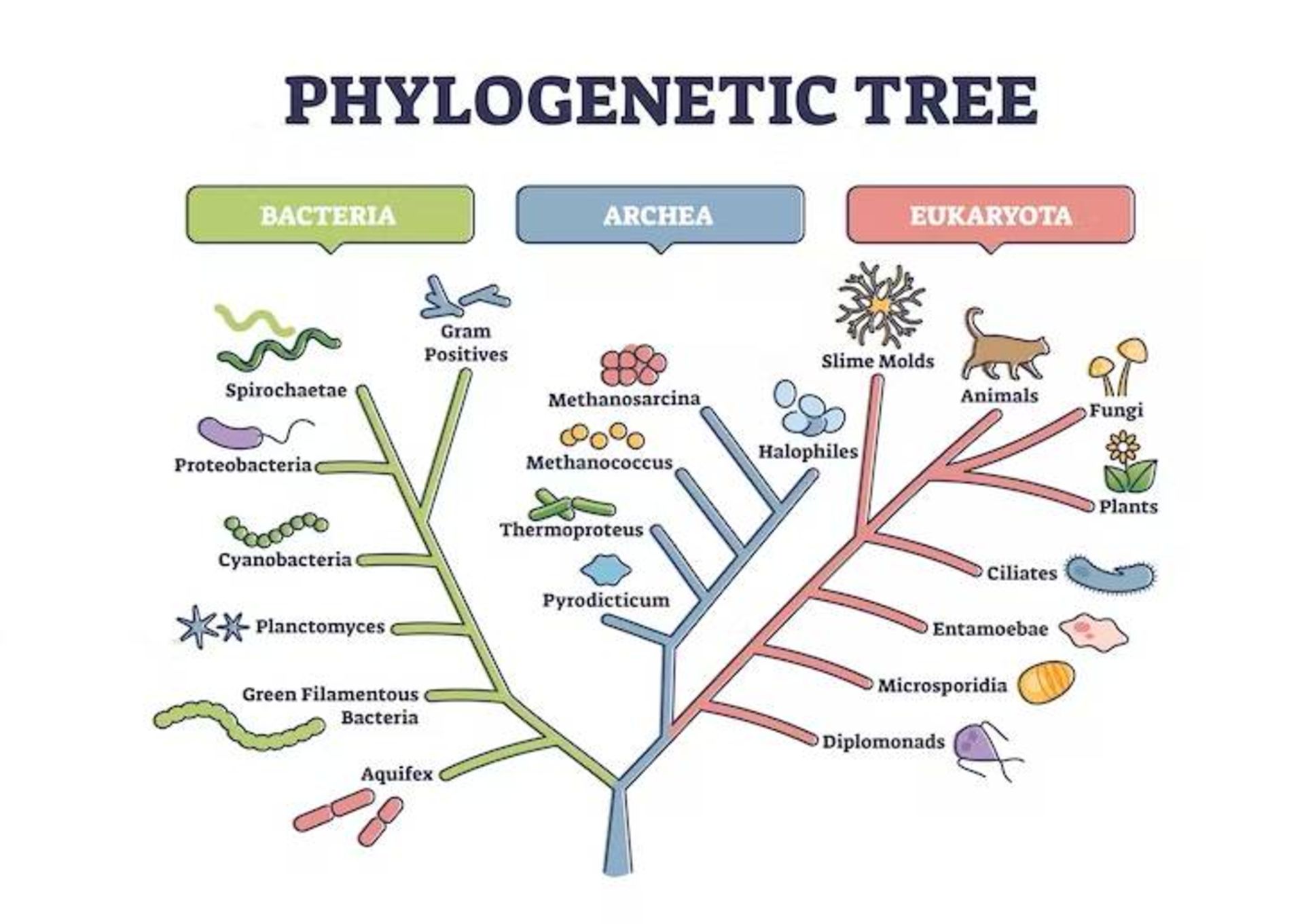 درخت زندگی / Tree of Life 