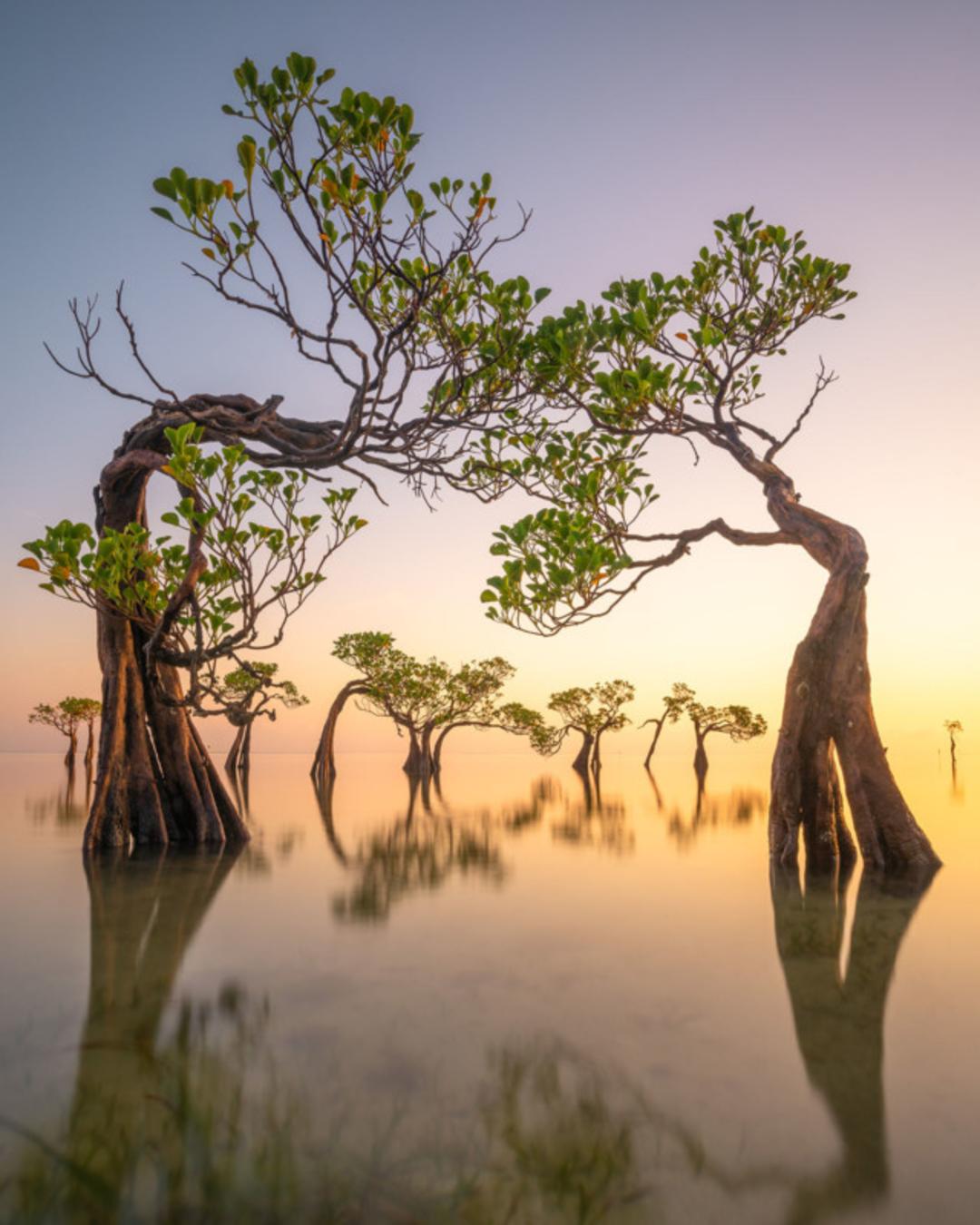 پرتره‌ای از یک تمساح،‌ برنده جوایز عکاسی Mangrove سال ۲۰۲۲