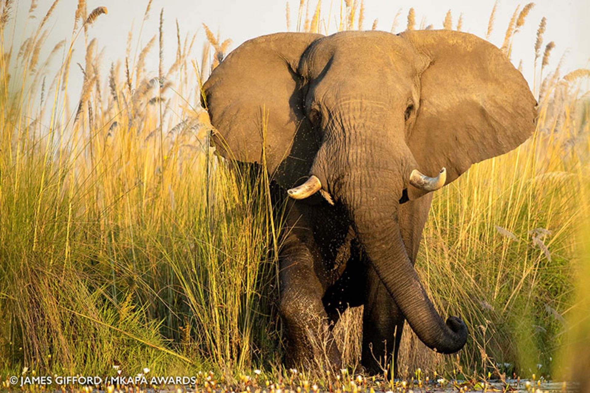 مسابقه عکاسی حیات وحش آفریقایی ۲۰۲۲