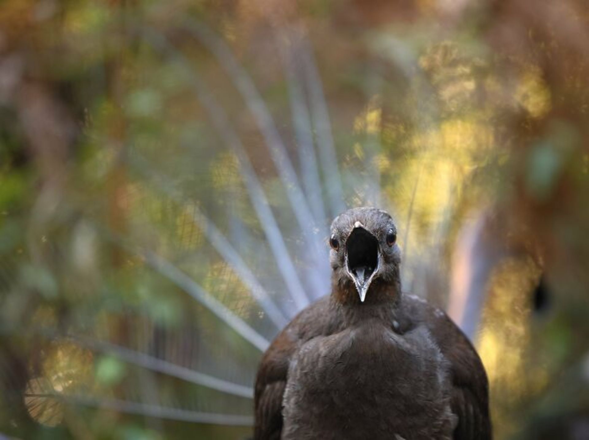 برندگان مسابقه عکاسی Birdlife استرالیا سال ۲۰۲۲