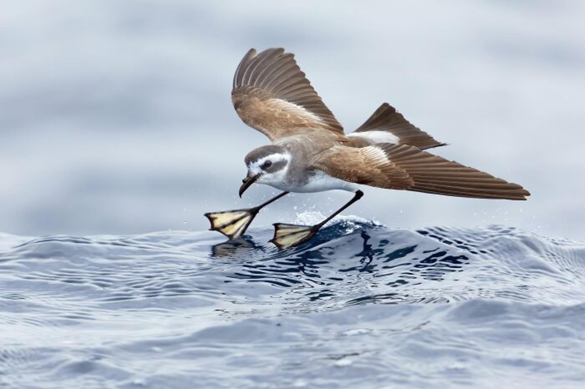 برندگان مسابقه عکاسی Birdlife استرالیا سال ۲۰۲۲