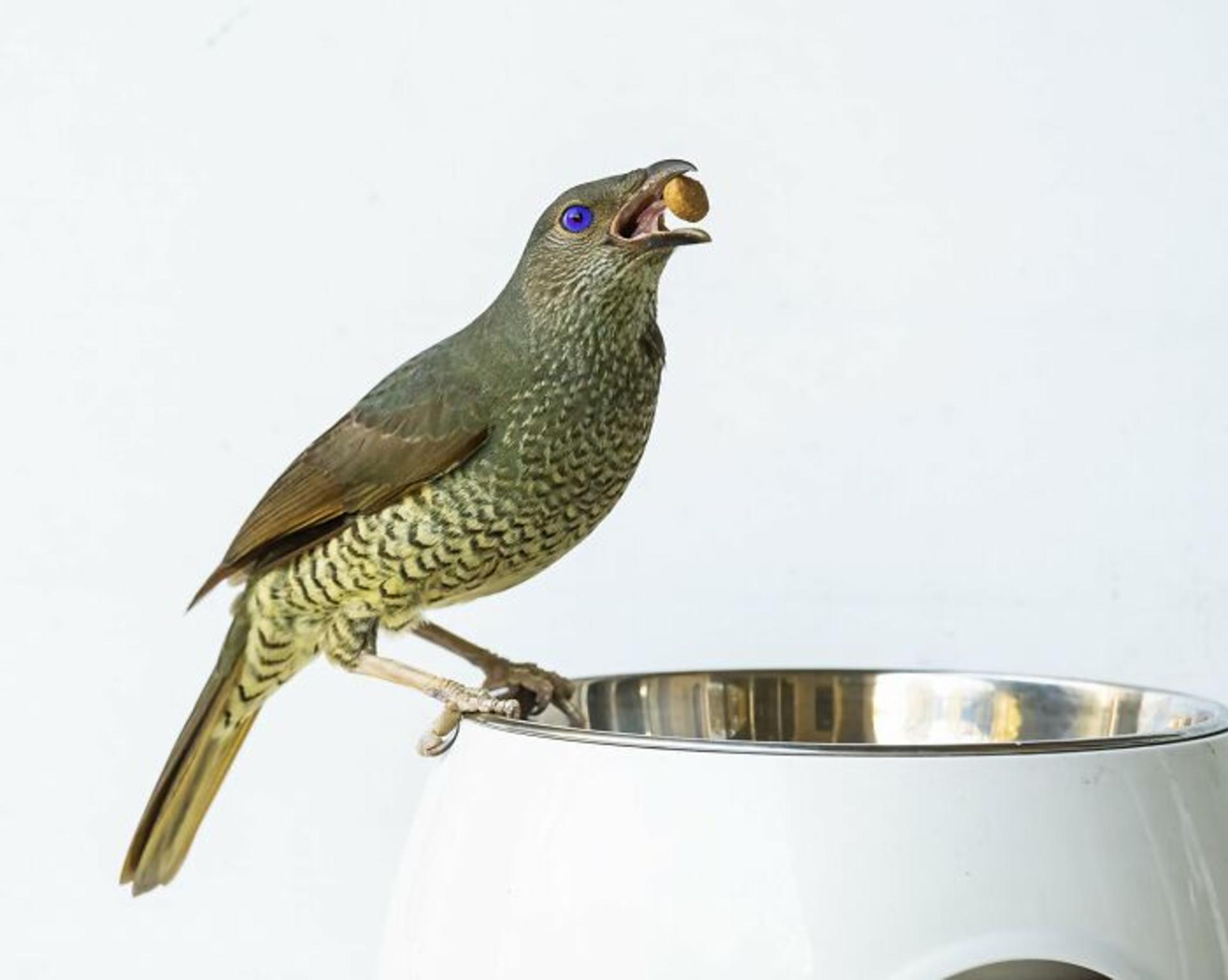 برندگان مسابقه عکاسی Birdlife استرالیا سال ۲۰۲۲