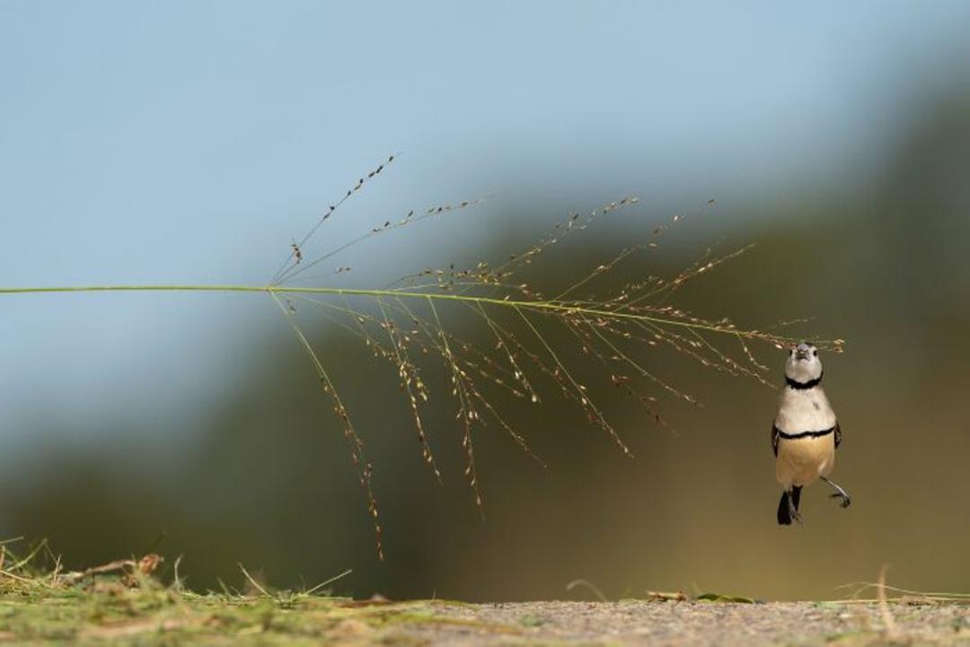 برندگان مسابقه عکاسی Birdlife استرالیا سال ۲۰۲۲