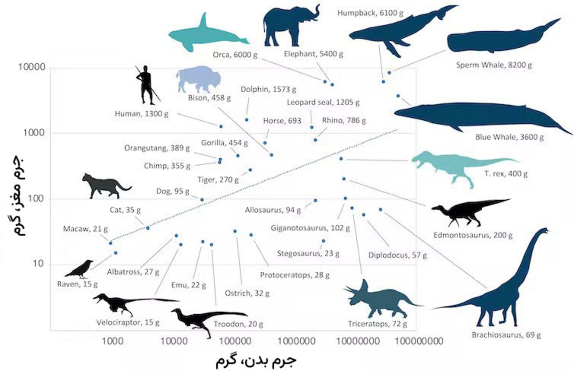 Brain size relative to body mass