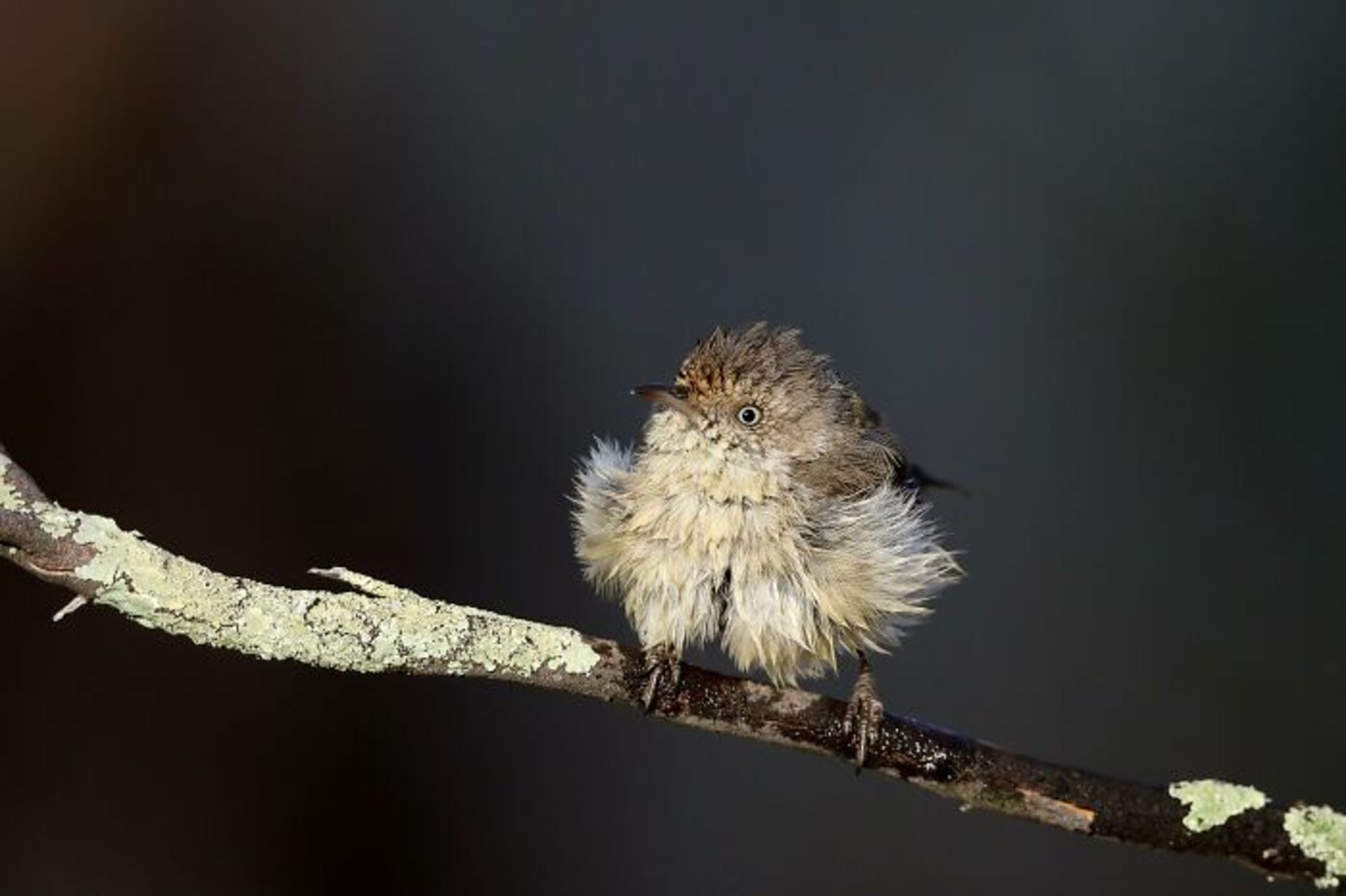 برندگان مسابقه عکاسی Birdlife استرالیا سال ۲۰۲۲